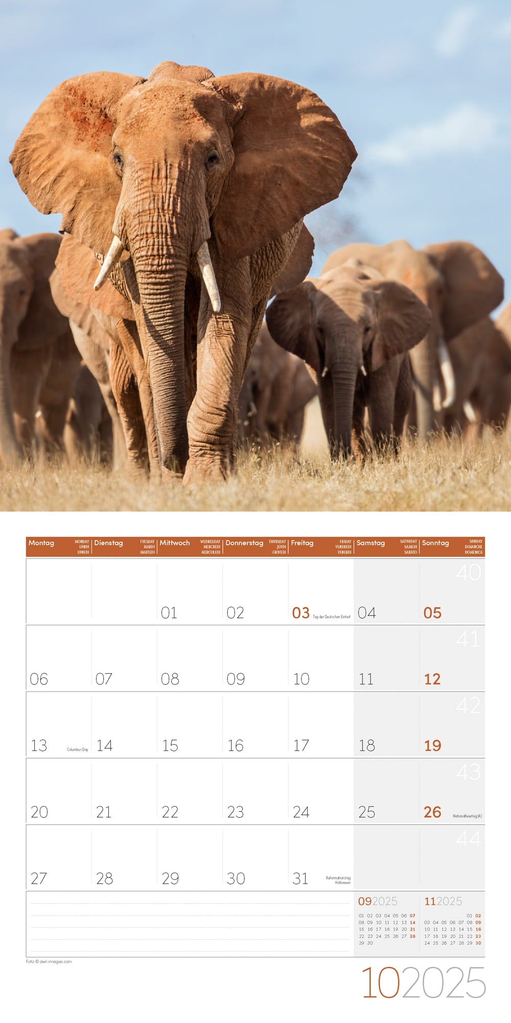 Art12 Collection Kalender Elefanten 2025 - 30x30 - Innenansicht 10