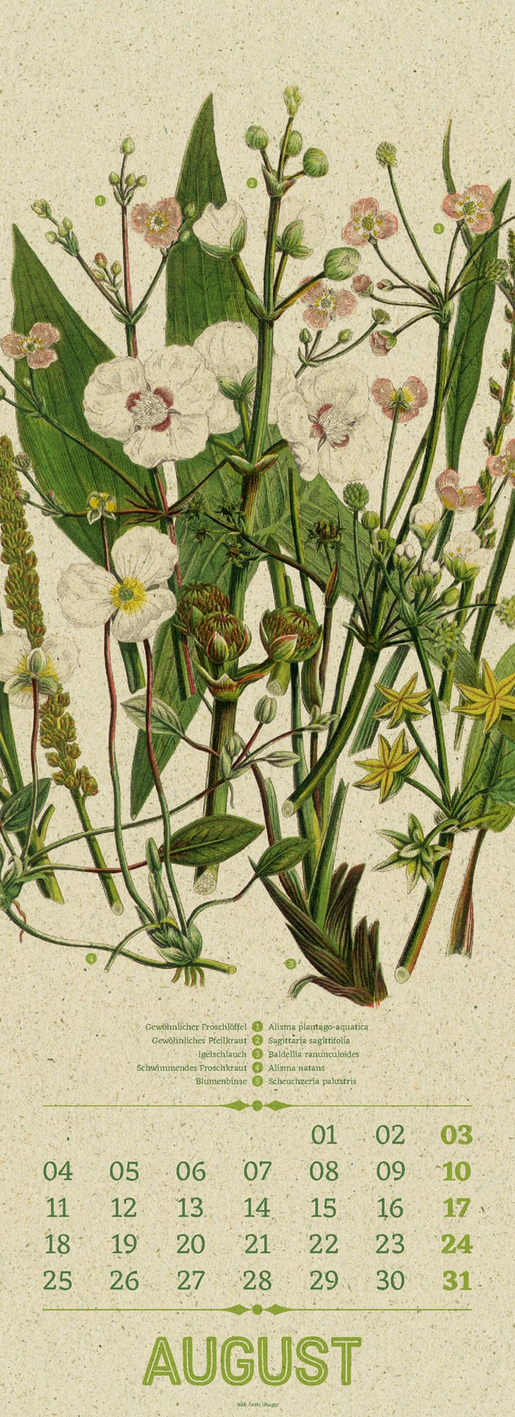 Ackermann Calendar Wild Plants 2025 - Inside View 08