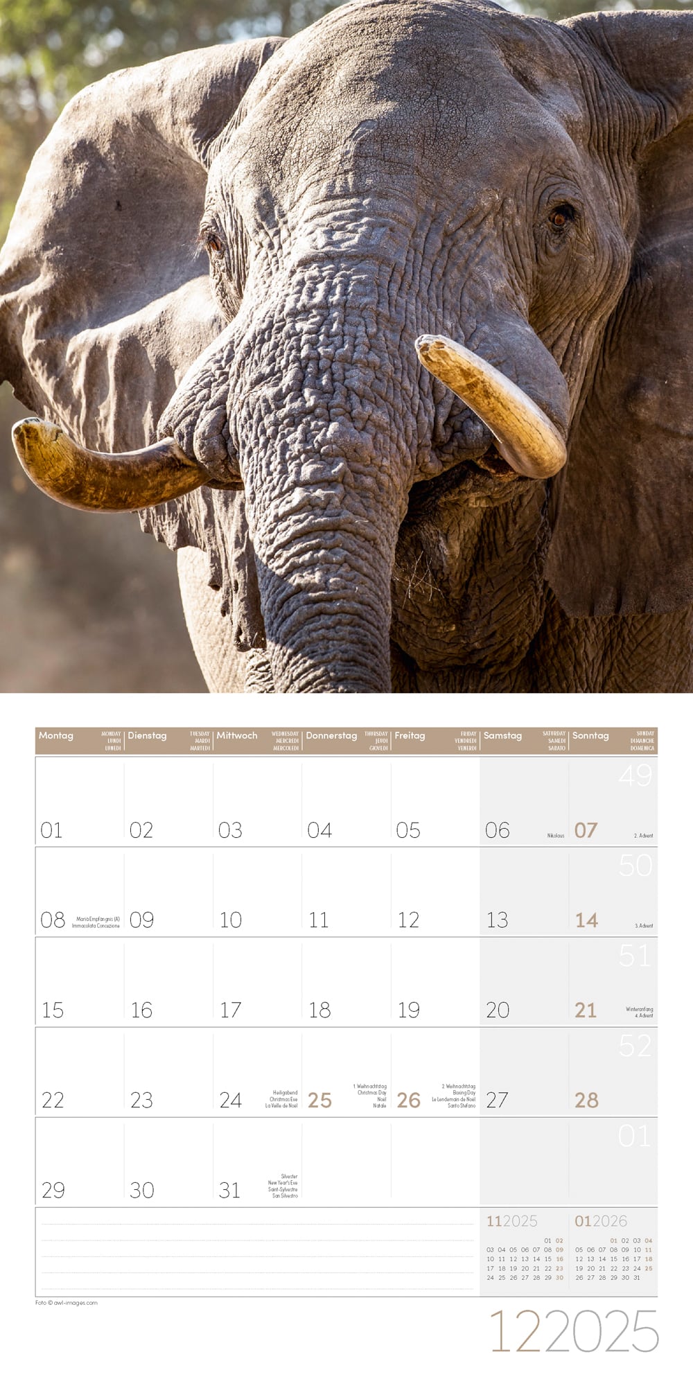 Art12 Collection Kalender Elefanten 2025 - 30x30 - Innenansicht 12