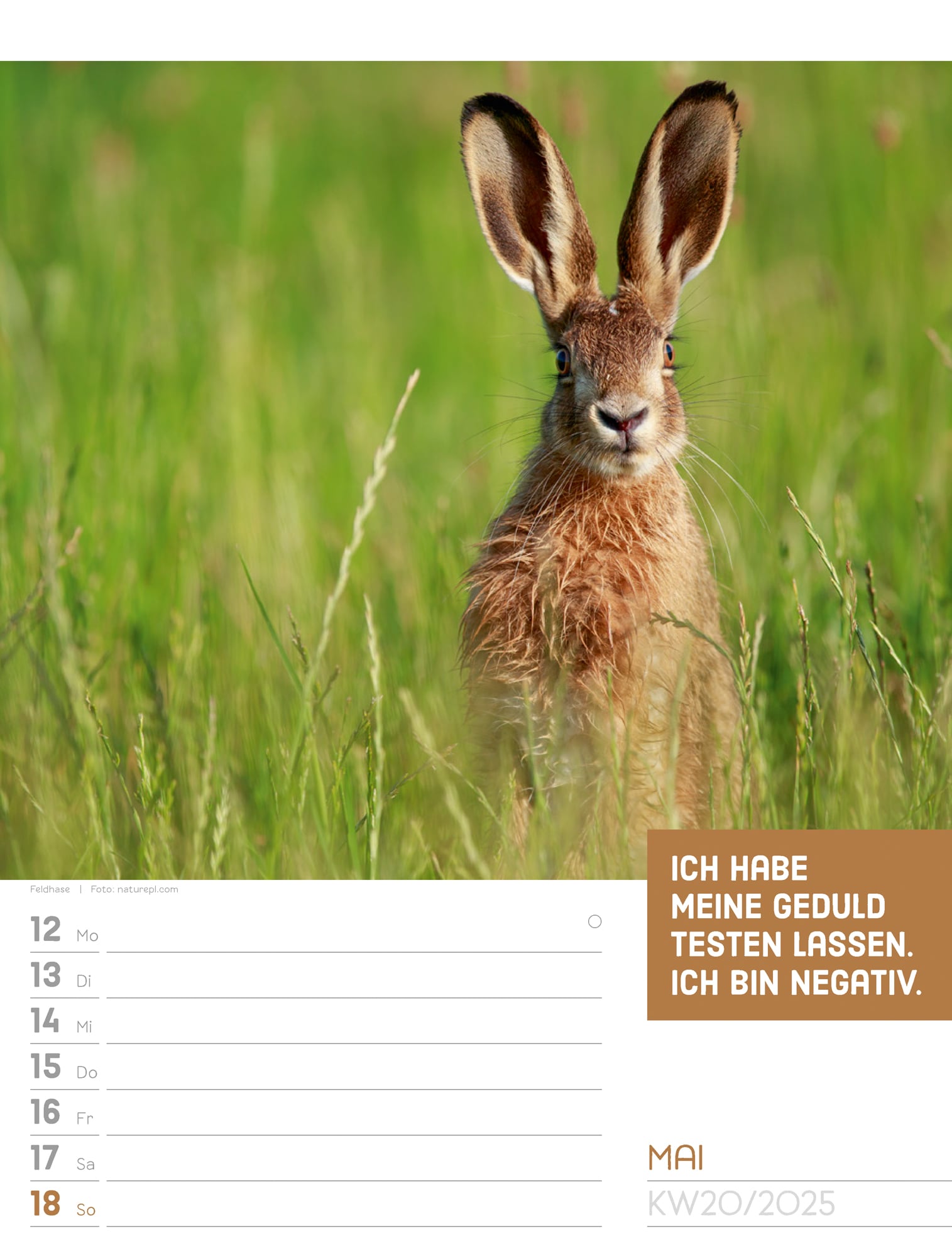 Ackermann Calendar Animals 2025 - Weekly Planner - Inside View 23