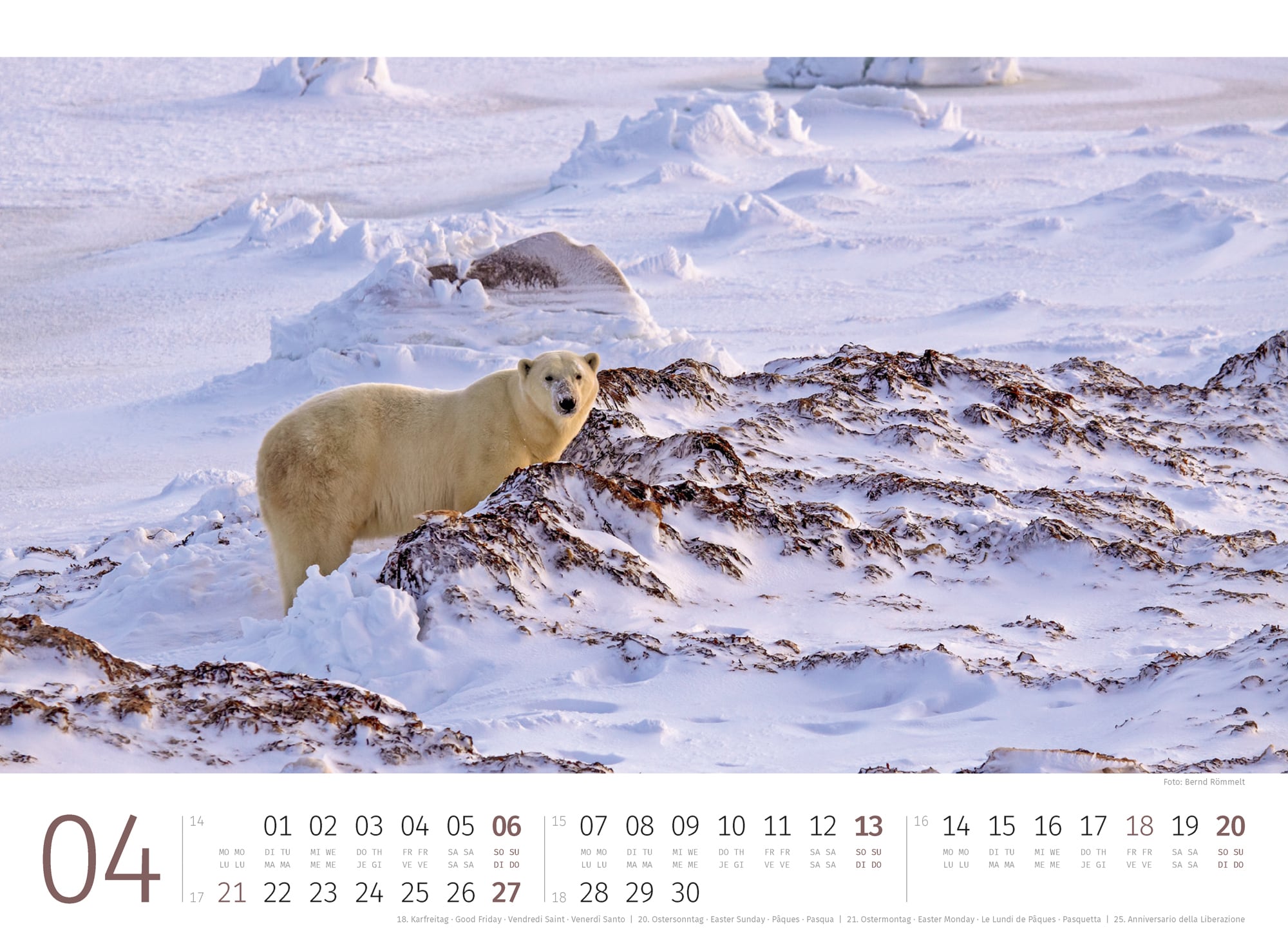 Ackermann Kalender Eisbären 2025 - Innenansicht 04