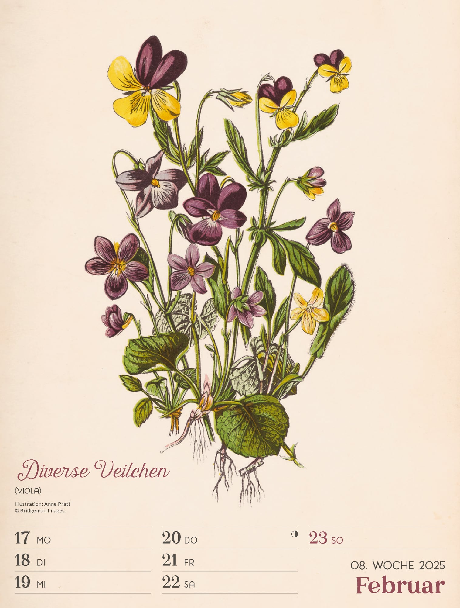 Ackermann Calendar Ars Floralis 2025 - Weekly Planner - Inside View 11