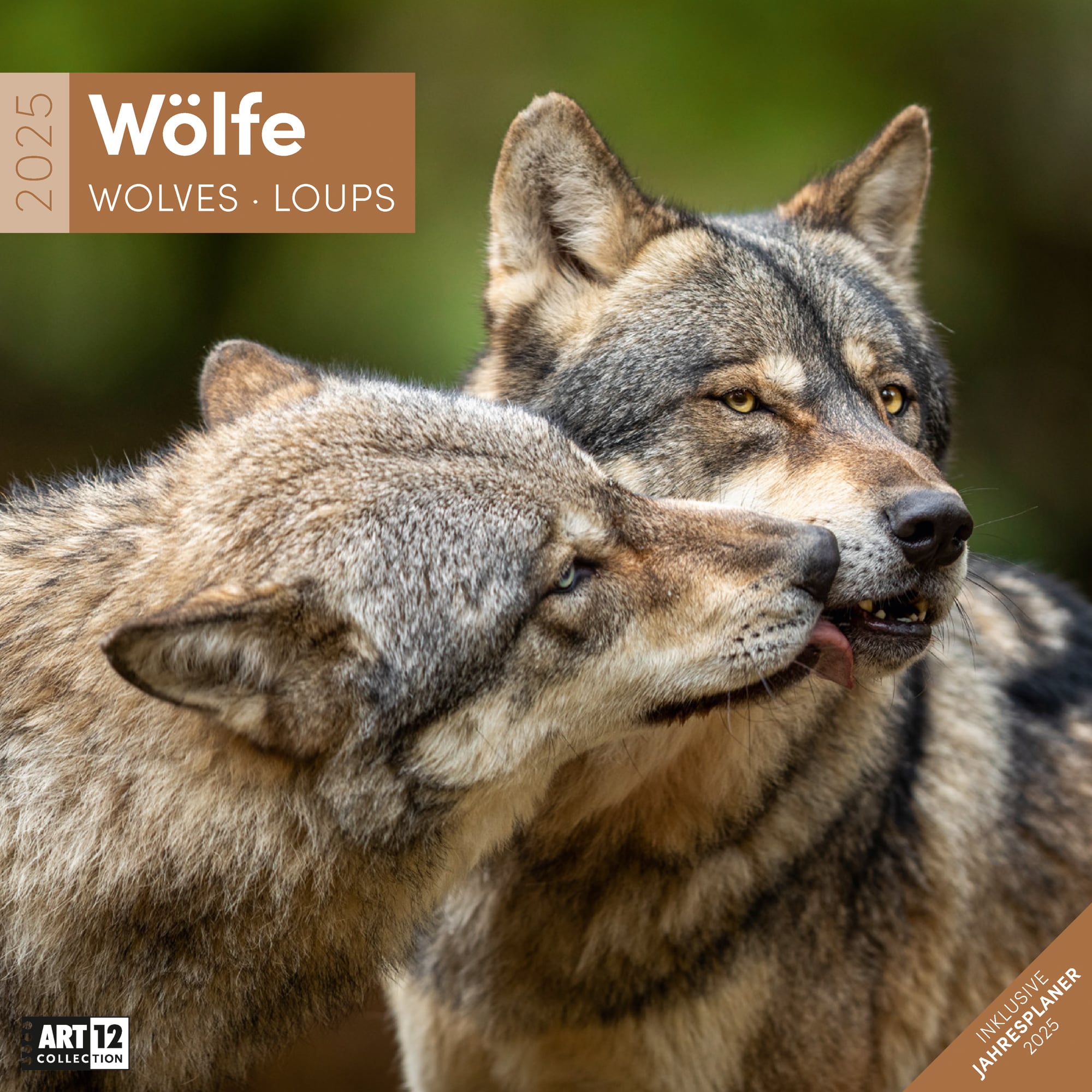 Art12 Collection Calendar Wolves 2025 - 30x30 - Cover Page