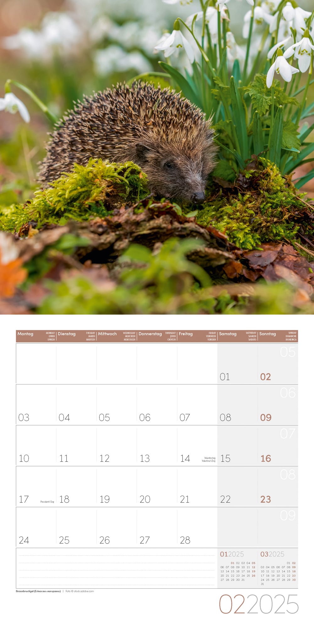 Art12 Collection Kalender Heimische Wildtiere 2025 - 30x30 - Innenansicht 02