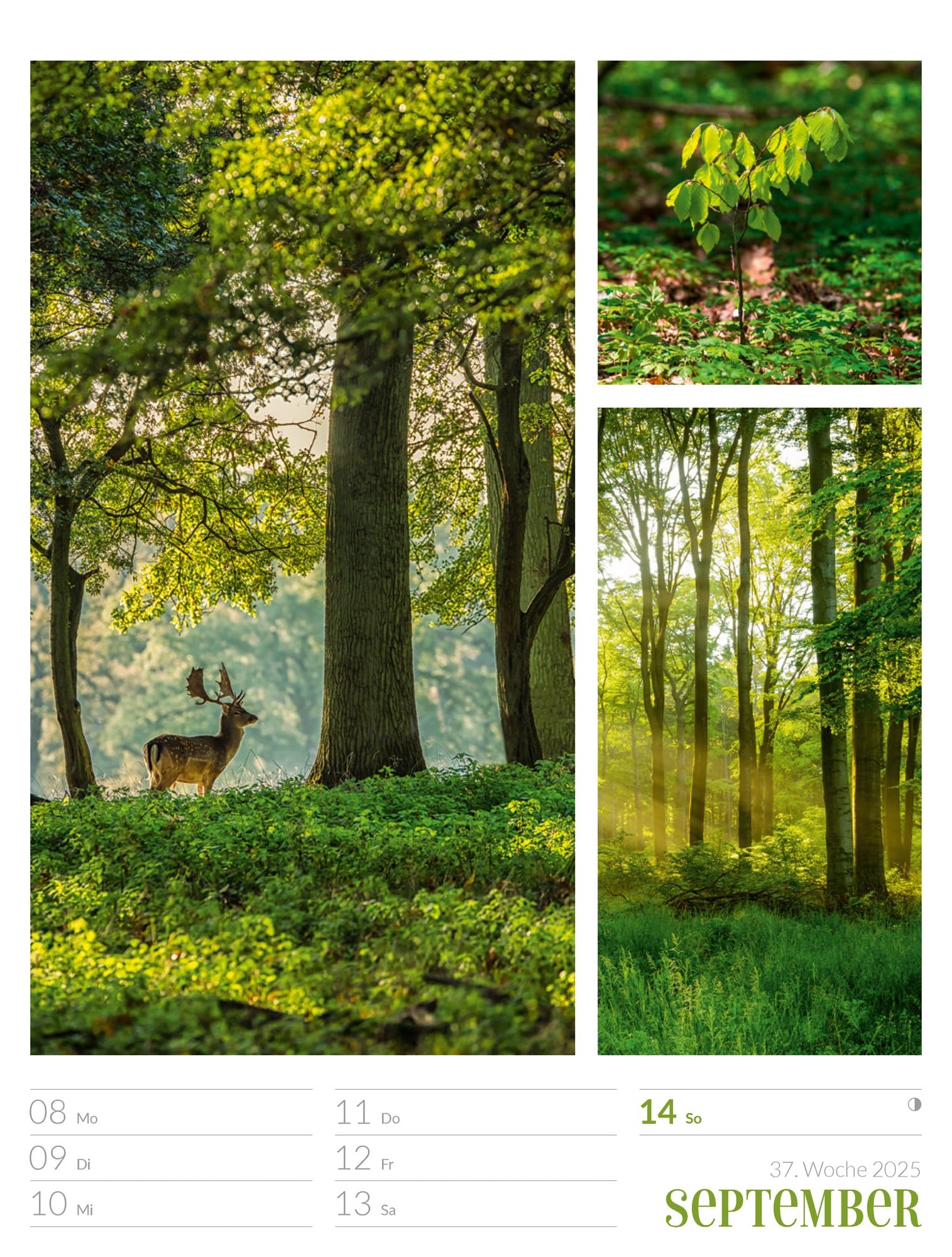 Ackermann Calendar Colours of Nature 2025 - Weekly Planner - Inside View 40