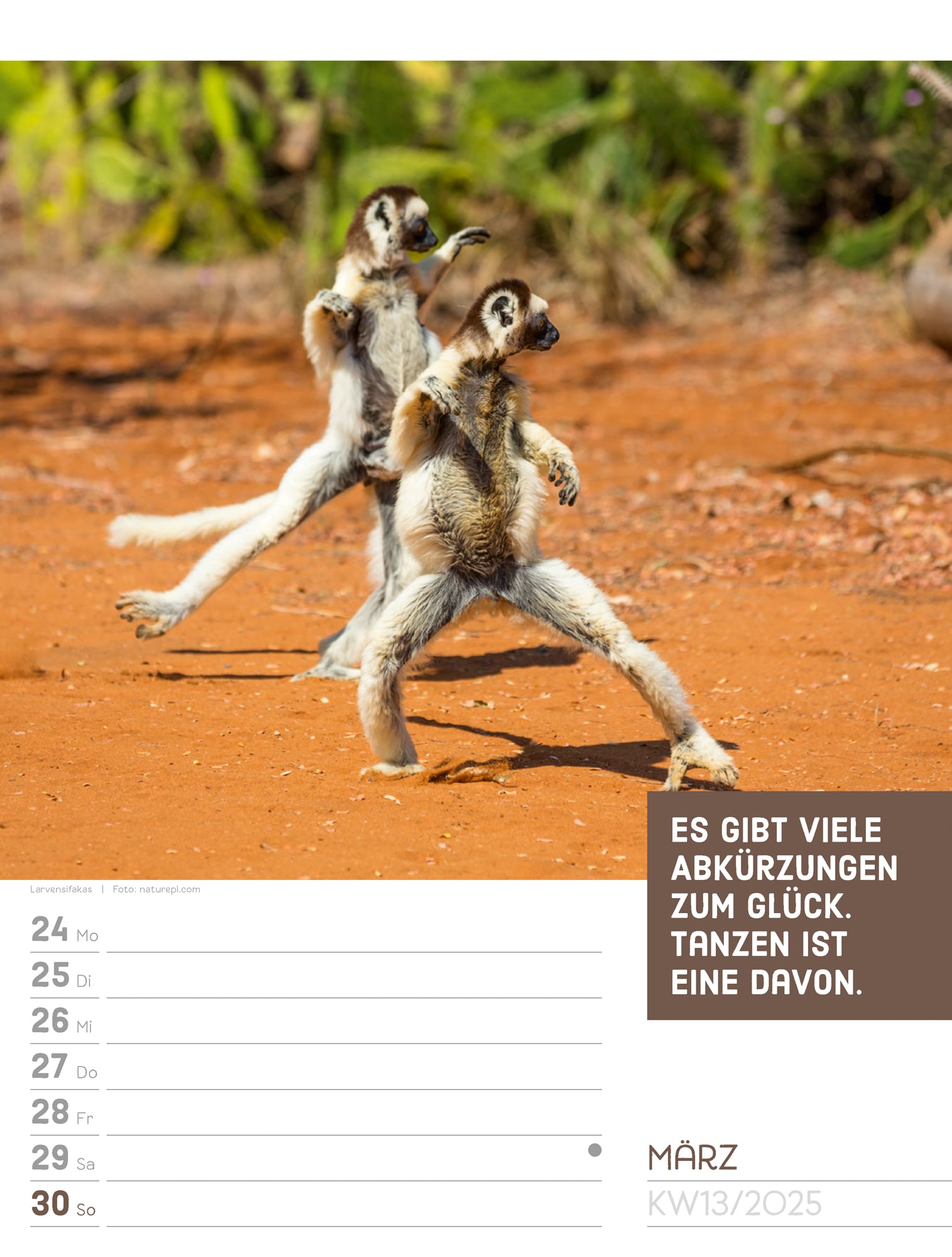 Ackermann Calendar Animals 2025 - Weekly Planner - Inside View 16