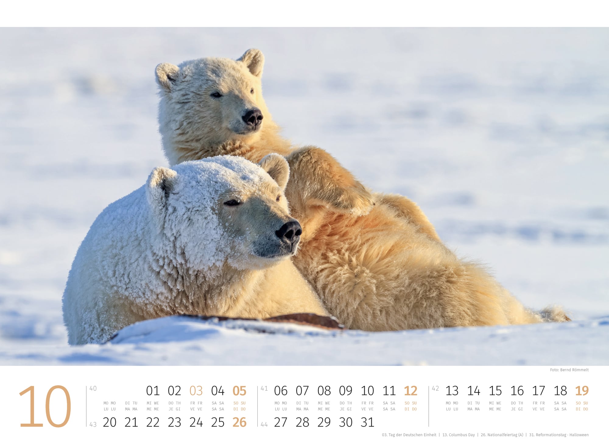 Ackermann Calendar Polar Bears 2025 - Inside View 10