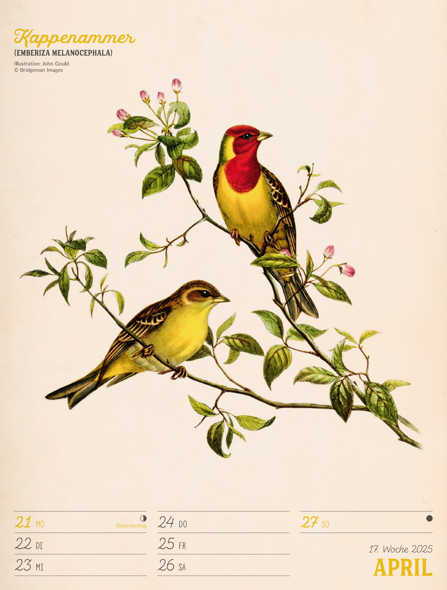 Ackermann Calendar The wonderful World of Birds 2025 - Weekly Planner - Inside View 20