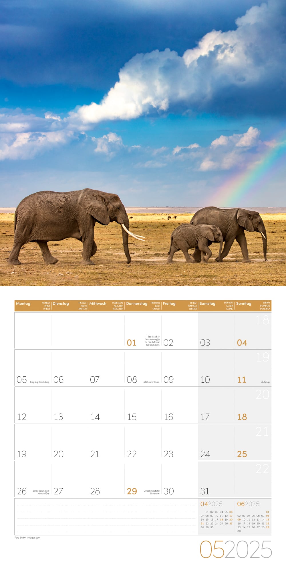 Art12 Collection Kalender Elefanten 2025 - 30x30 - Innenansicht 05