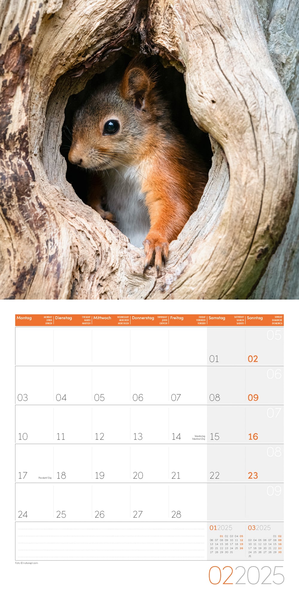 Art12 Collection Kalender Eichhörnchen 2025 - 30x30 - Innenansicht 02