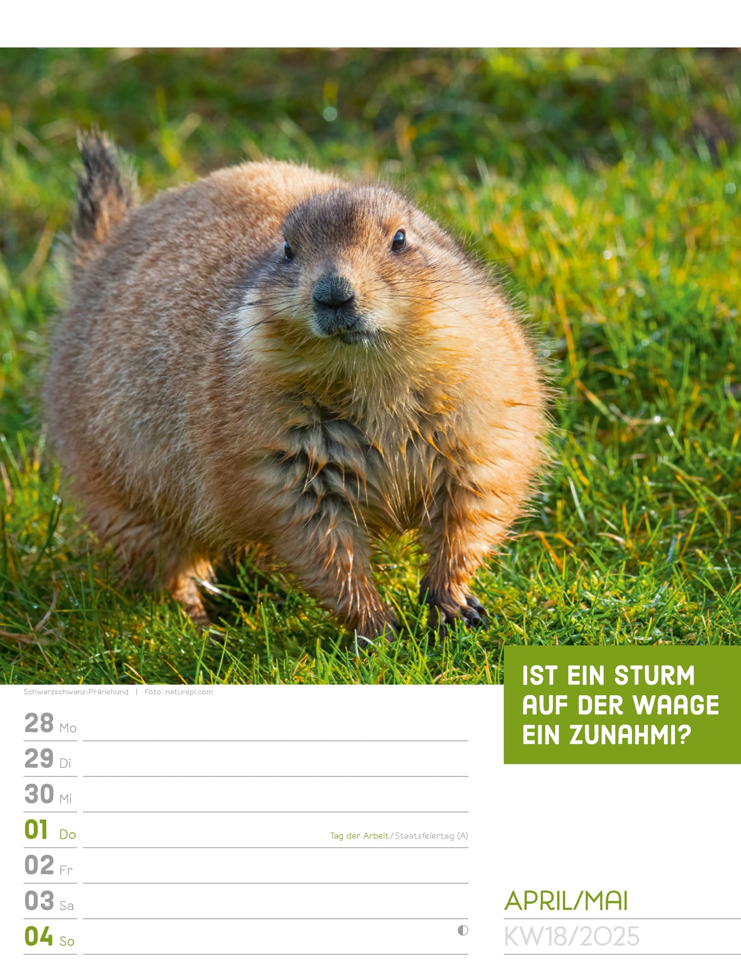 Ackermann Calendar Animals 2025 - Weekly Planner - Inside View 21