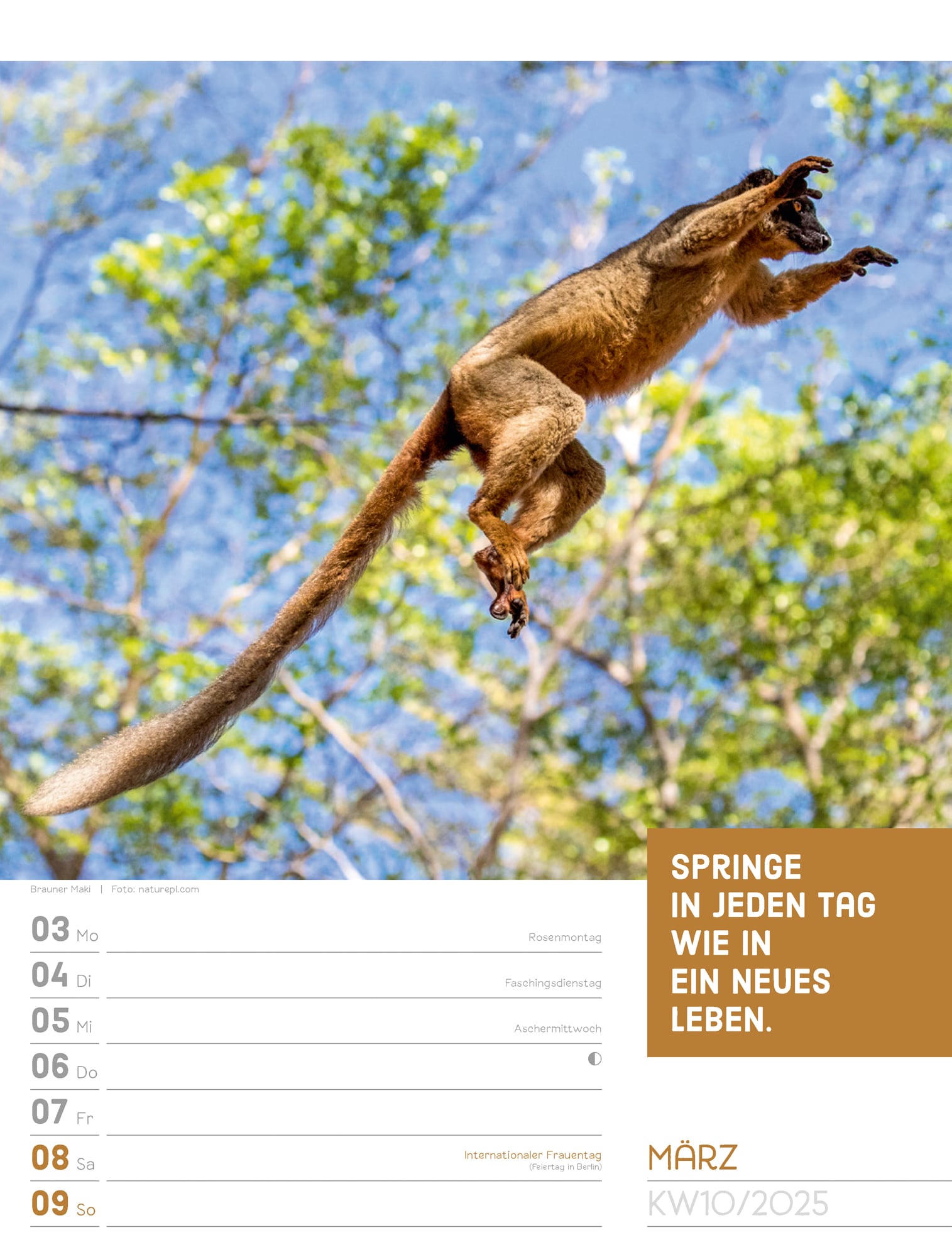 Ackermann Calendar Animals 2025 - Weekly Planner - Inside View 13