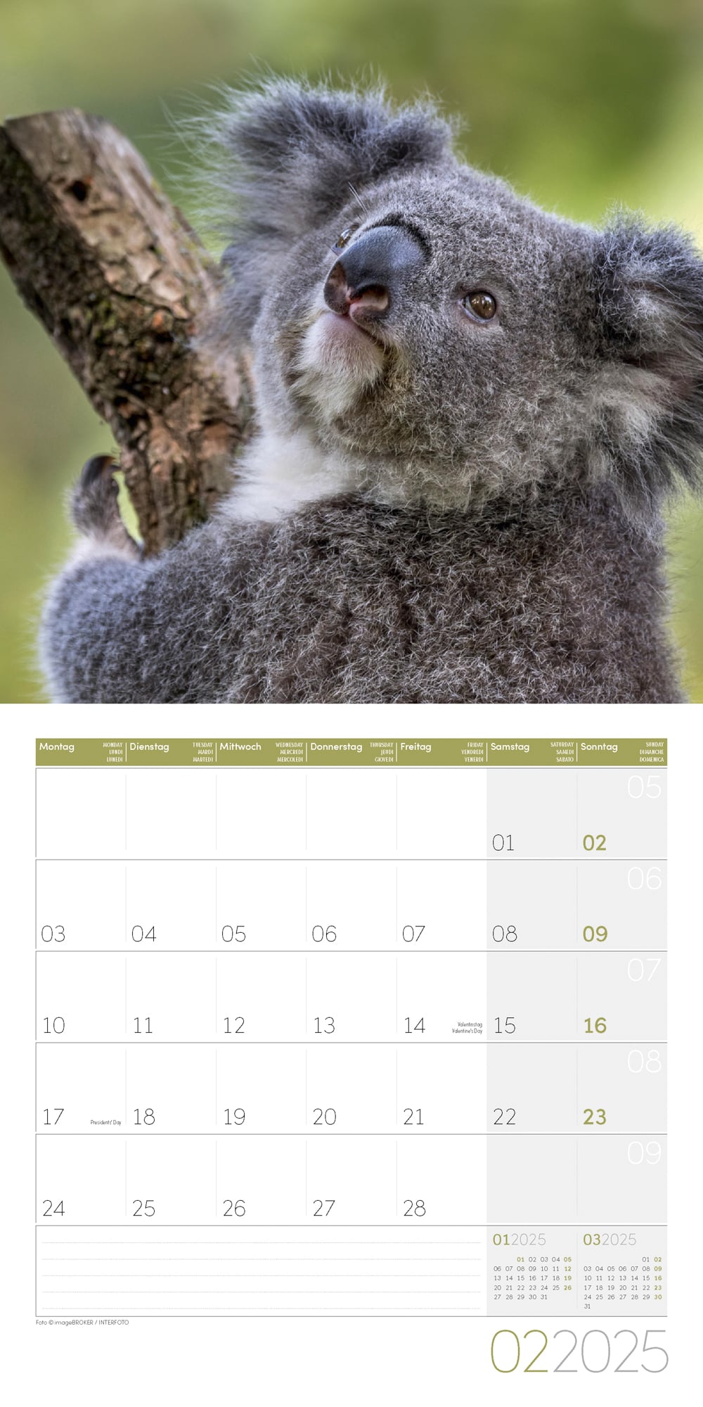Art12 Collection Kalender Koalas 2025 - 30x30 - Innenansicht 02