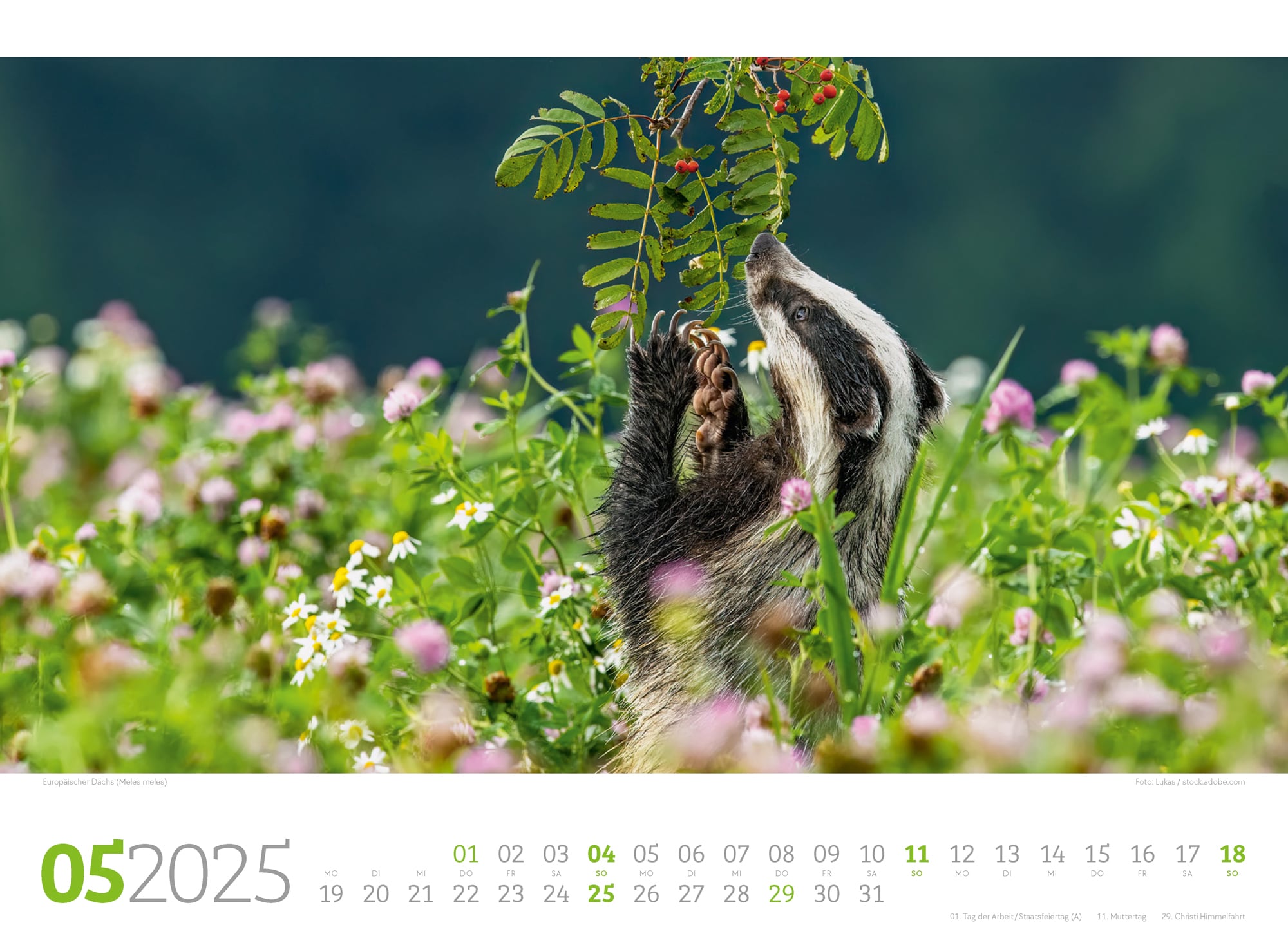 Ackermann Kalender Tierwelt Wald 2025 - Innenansicht 05