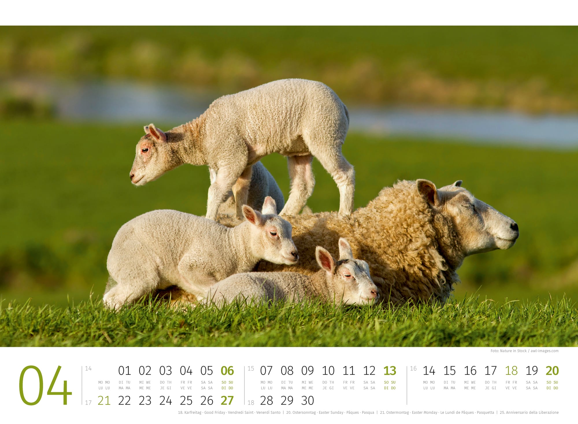Ackermann Calendar Sheep 2025 - Inside View 04