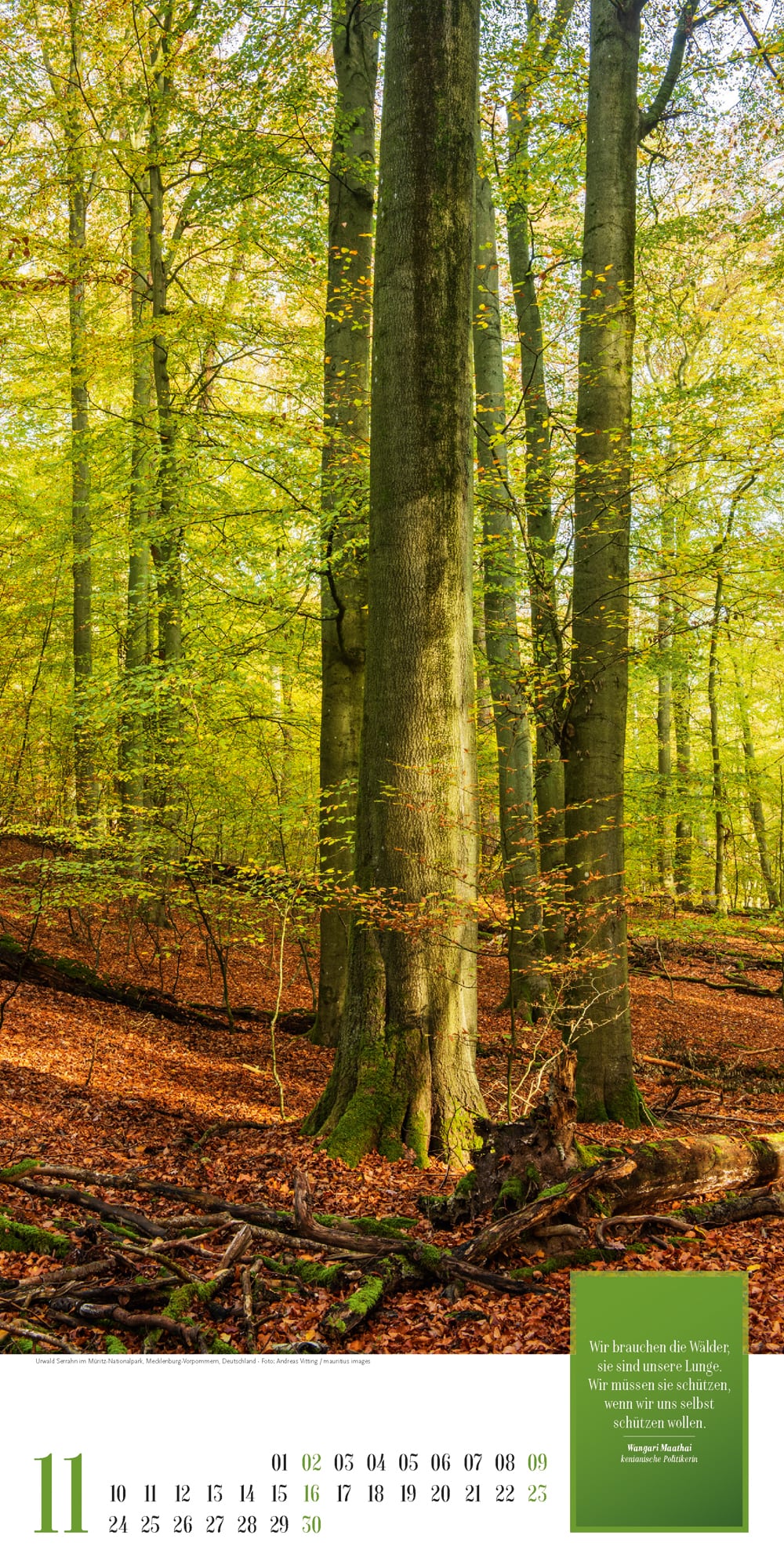 Ackermann Kalender Mythos Wald 2025 - Innenansicht 11