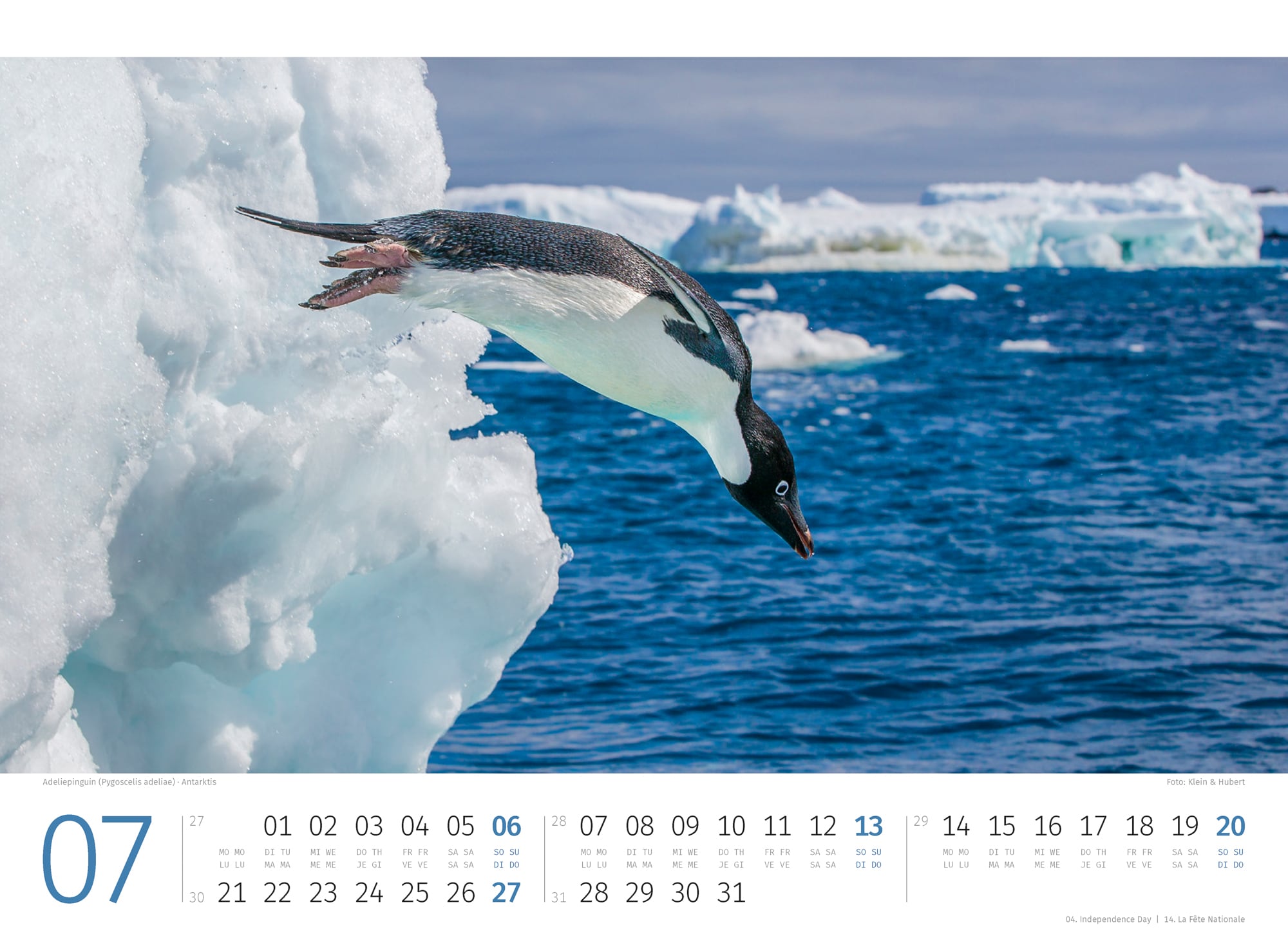 Ackermann Calendar Penguins 2025 - Inside View 07