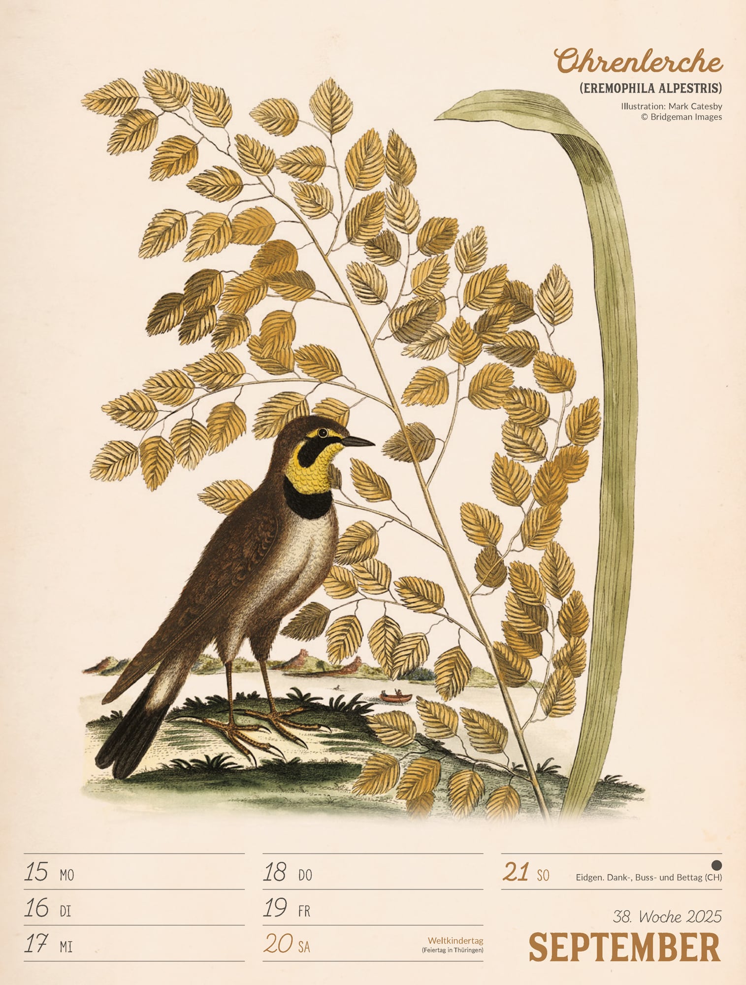 Ackermann Calendar The wonderful World of Birds 2025 - Weekly Planner - Inside View 41