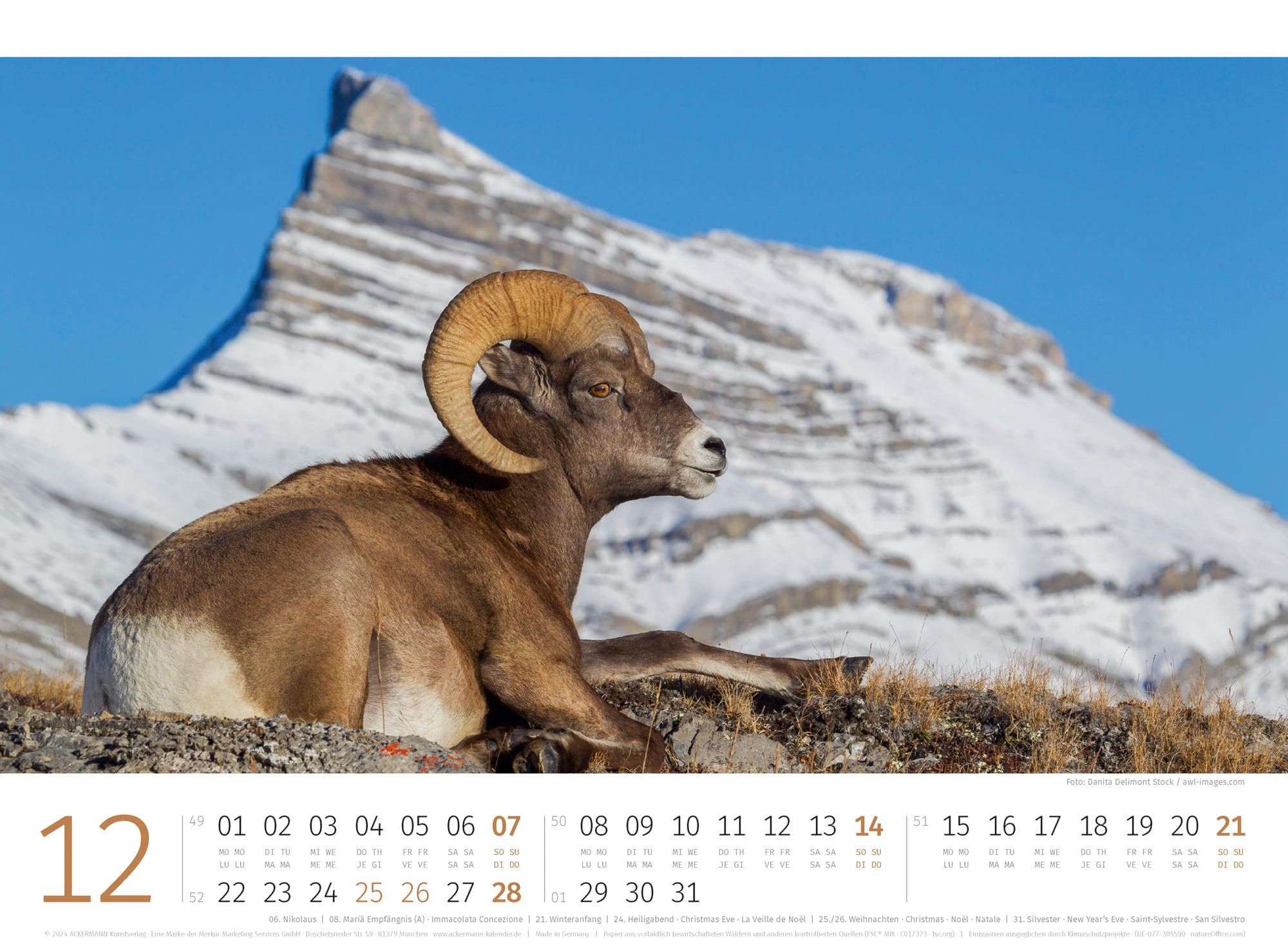 Ackermann Calendar Sheep 2025 - Inside View 12