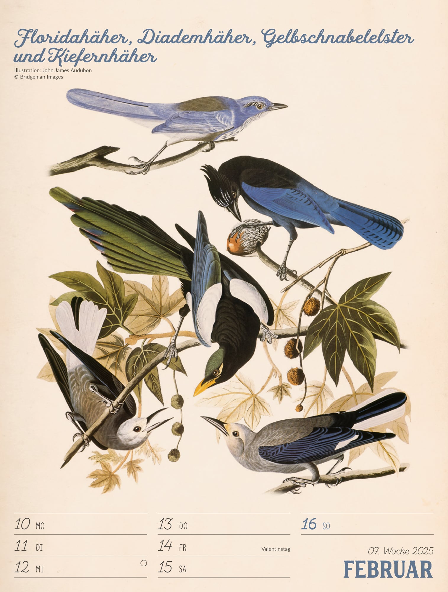 Ackermann Calendar The wonderful World of Birds 2025 - Weekly Planner - Inside View 10
