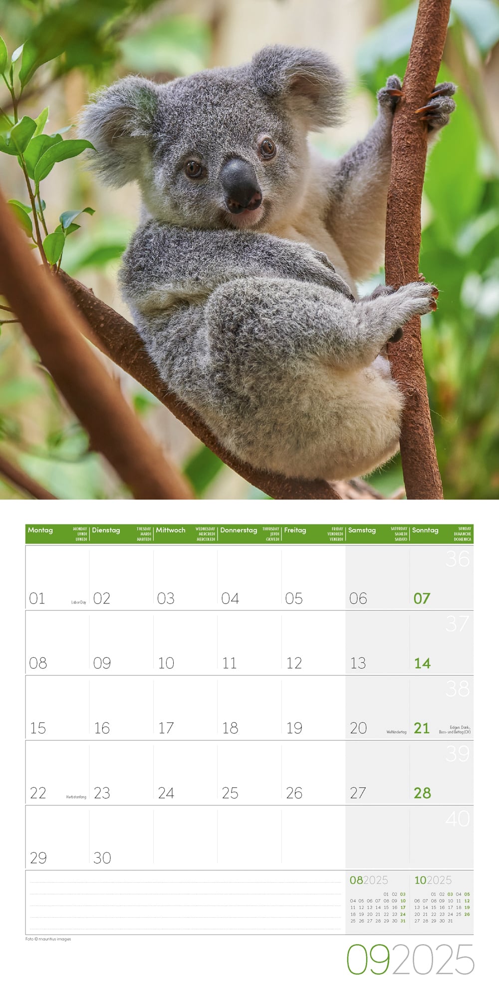 Art12 Collection Kalender Koalas 2025 - 30x30 - Innenansicht 09