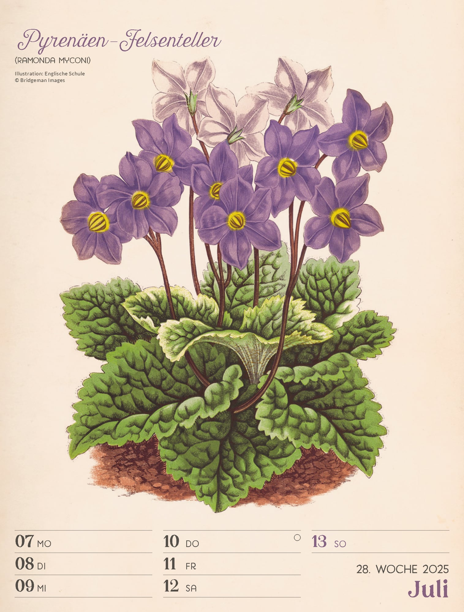 Ackermann Calendar Ars Floralis 2025 - Weekly Planner - Inside View 31