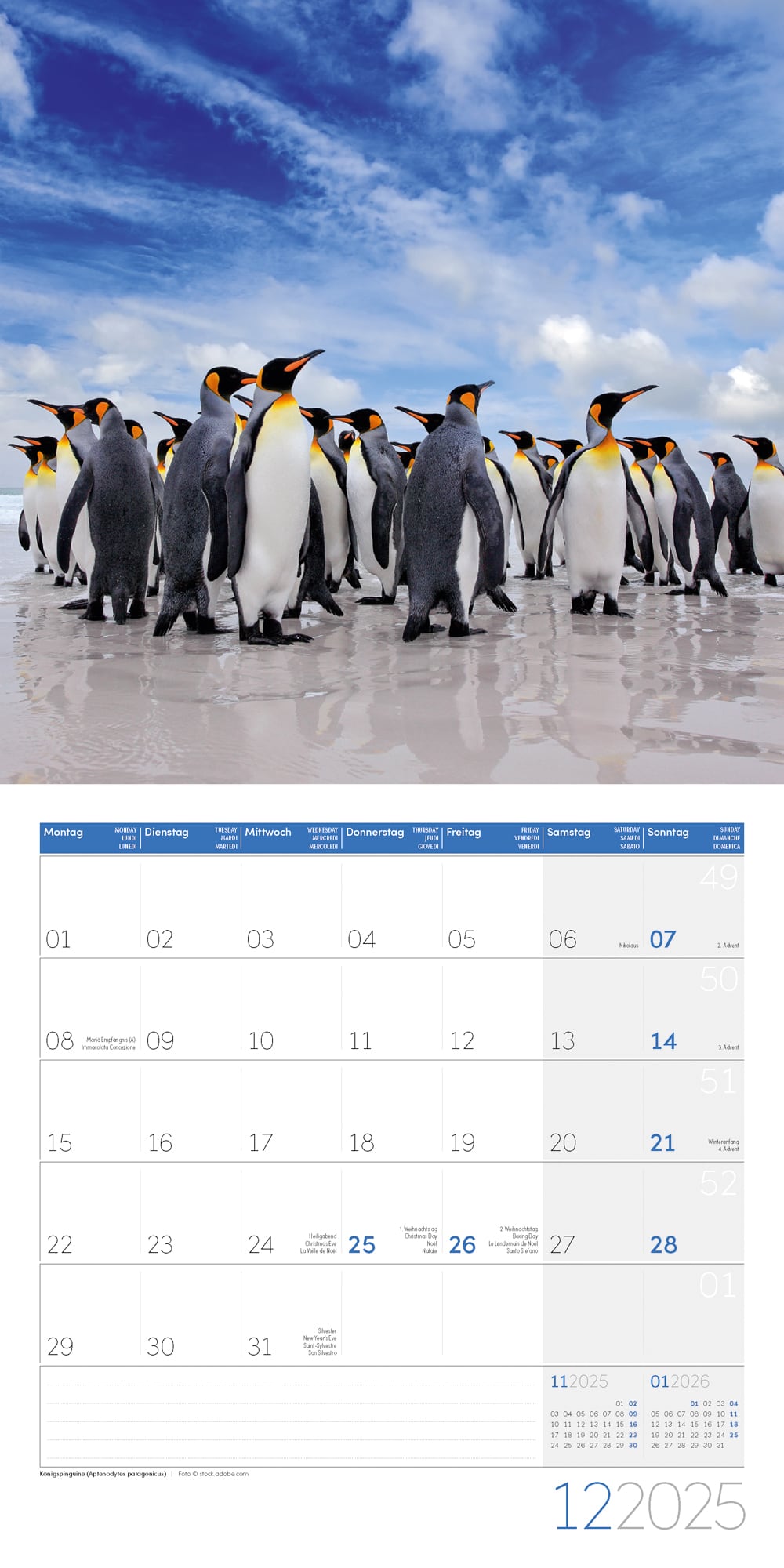 Art12 Collection Kalender Pinguine 2025 - 30x30 - Innenansicht 12