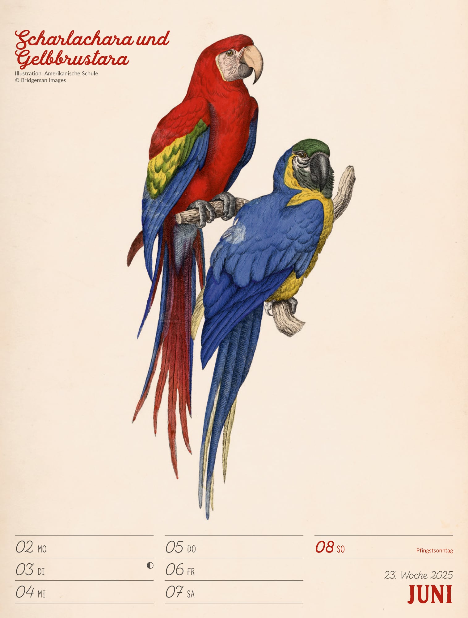 Ackermann Calendar The wonderful World of Birds 2025 - Weekly Planner - Inside View 26