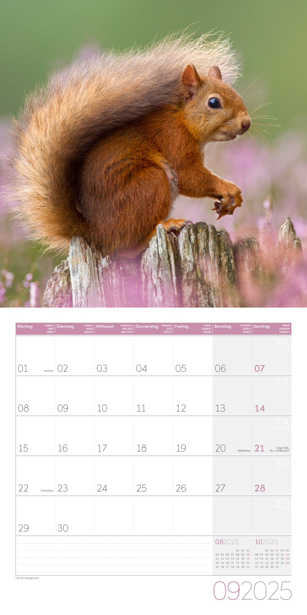 Art12 Collection Kalender Eichhörnchen 2025 - 30x30 - Innenansicht 09