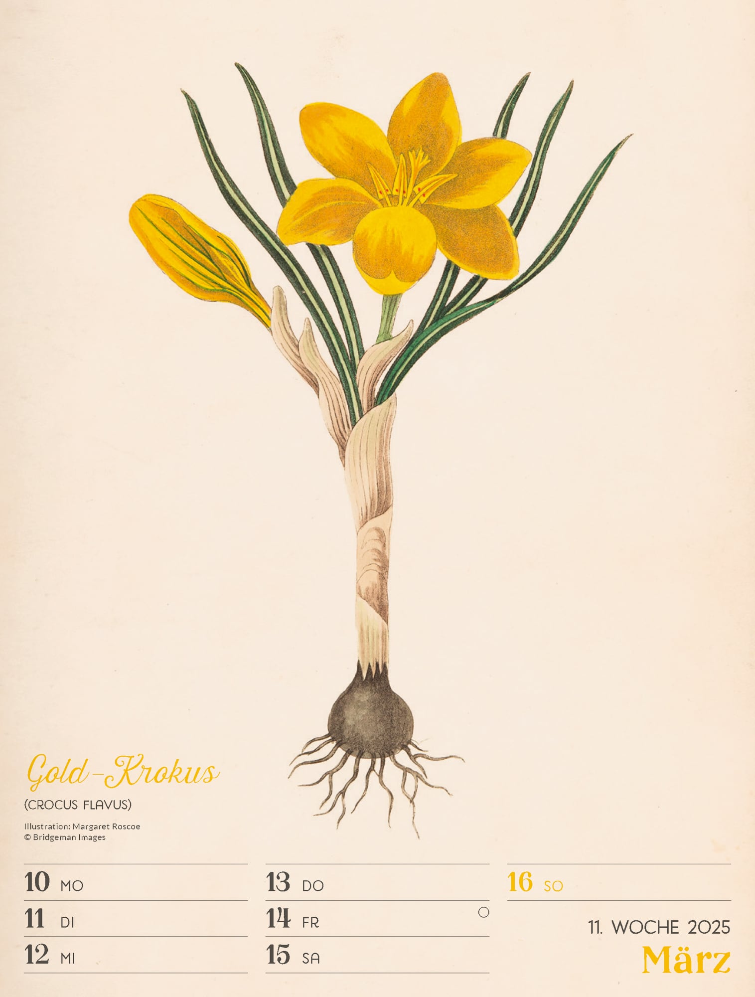 Ackermann Calendar Ars Floralis 2025 - Weekly Planner - Inside View 14