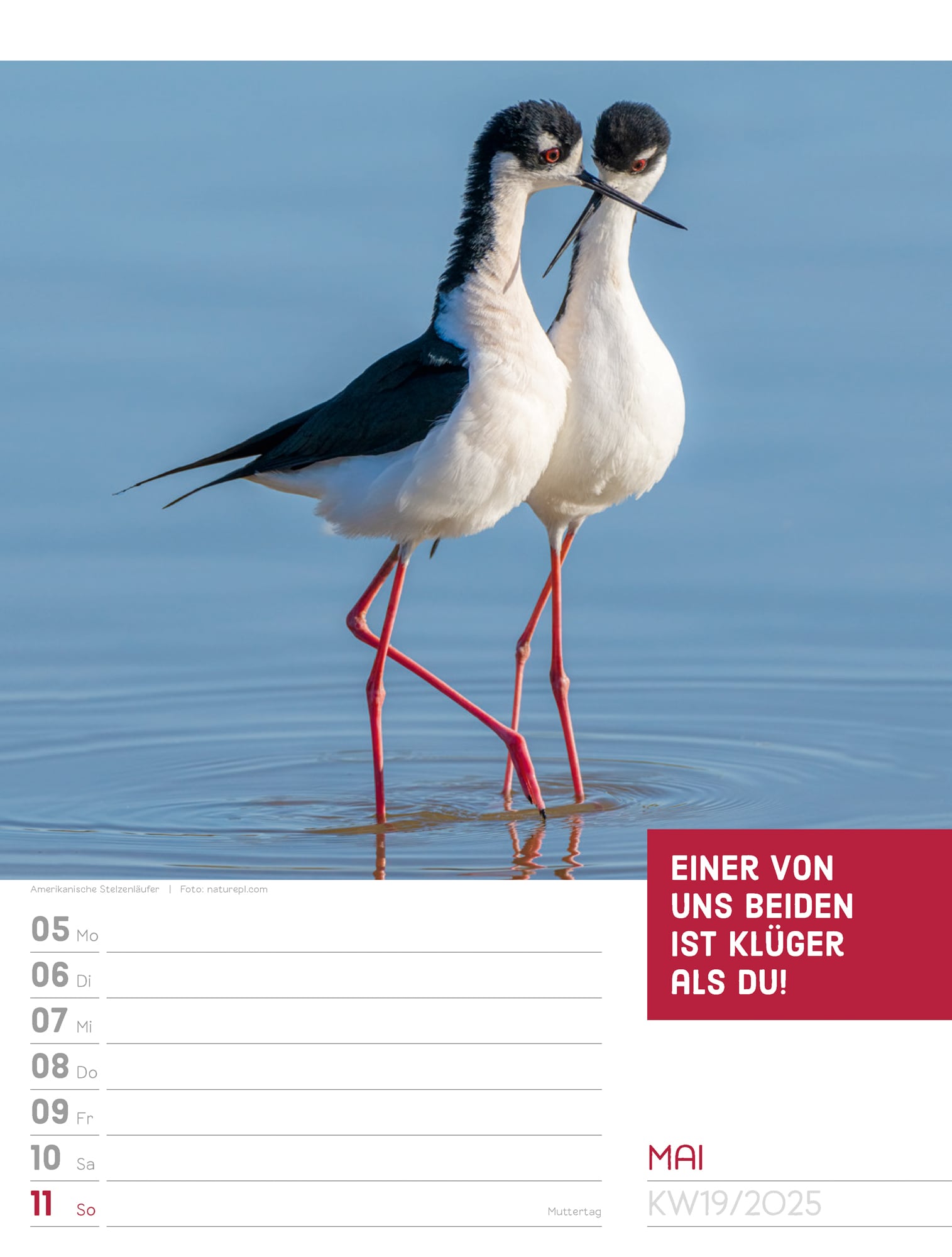 Ackermann Calendar Animals 2025 - Weekly Planner - Inside View 22