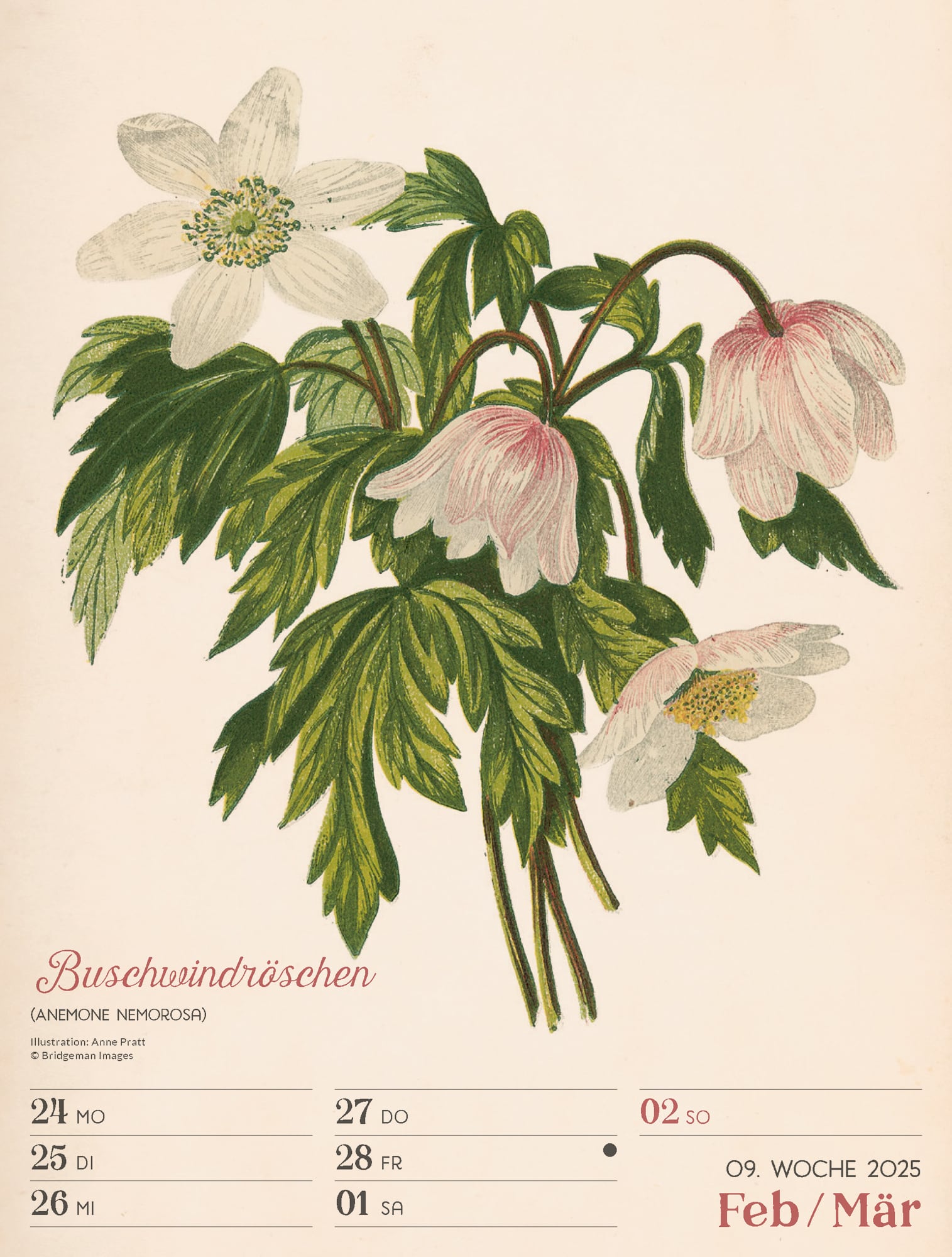 Ackermann Calendar Ars Floralis 2025 - Weekly Planner - Inside View 12