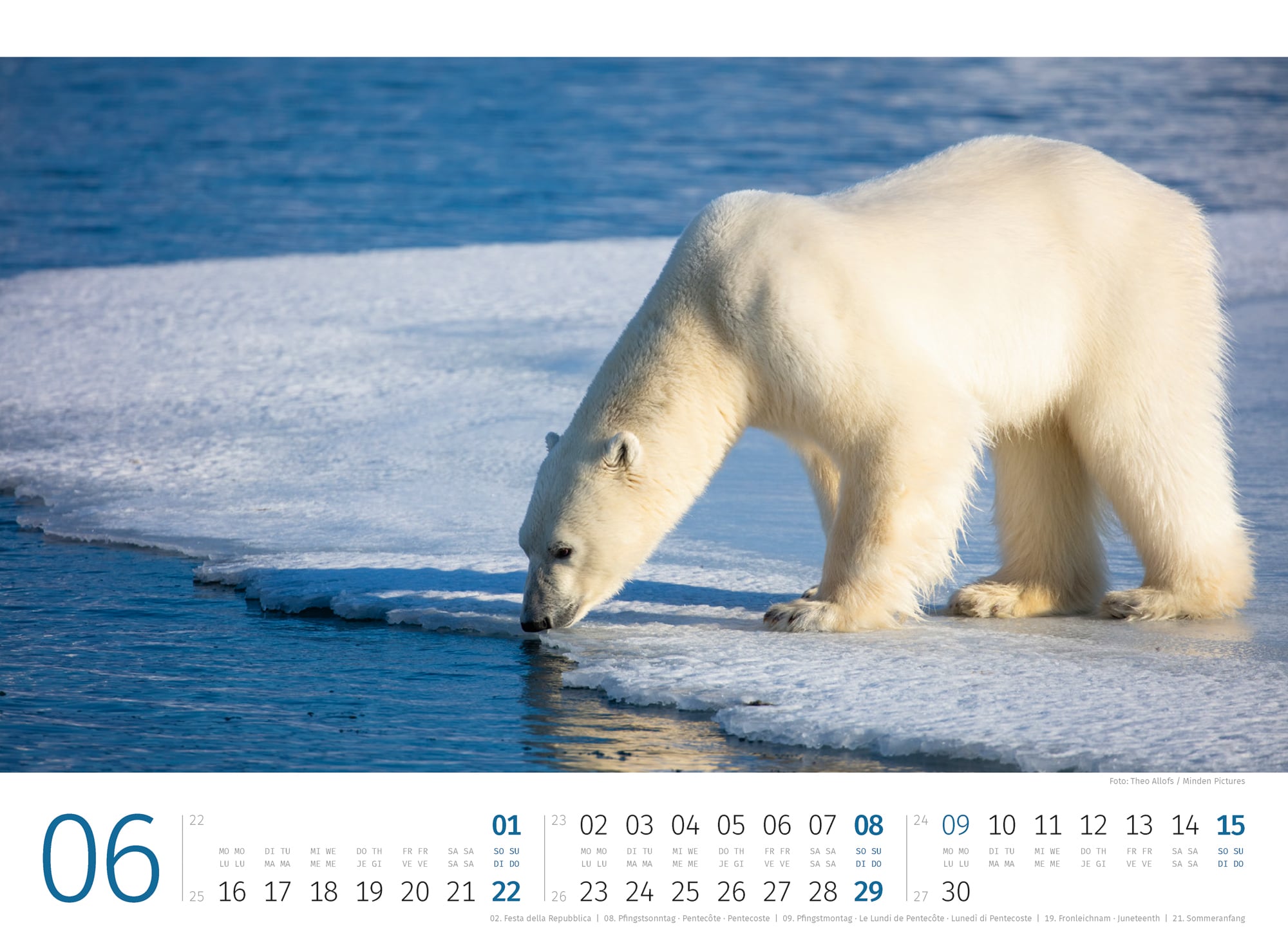 Ackermann Calendar Polar Bears 2025 - Inside View 06