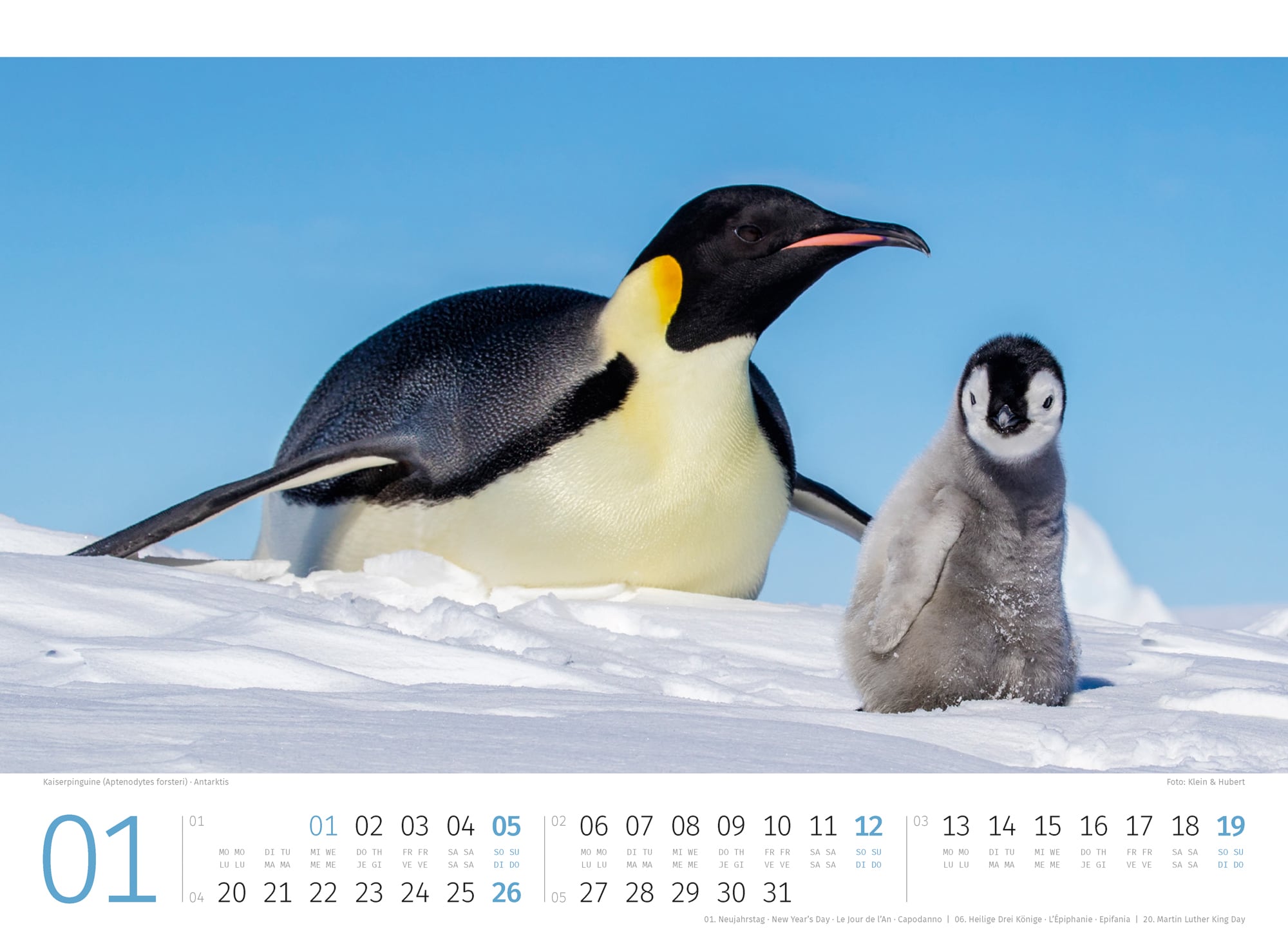 Ackermann Kalender Pinguine 2025 - Innenansicht 01