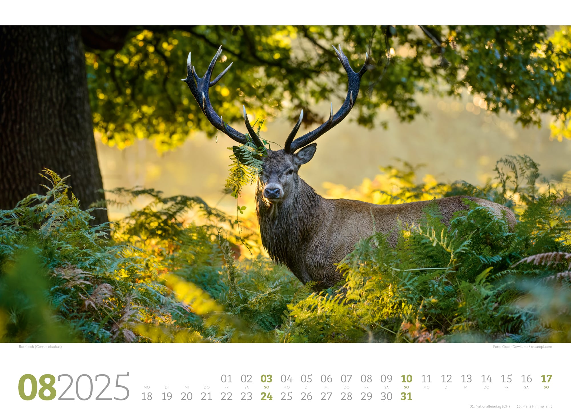 Ackermann Kalender Tierwelt Wald 2025 - Innenansicht 08
