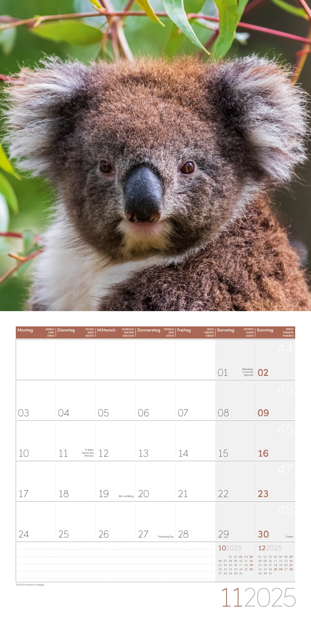 Art12 Collection Kalender Koalas 2025 - 30x30 - Innenansicht 11