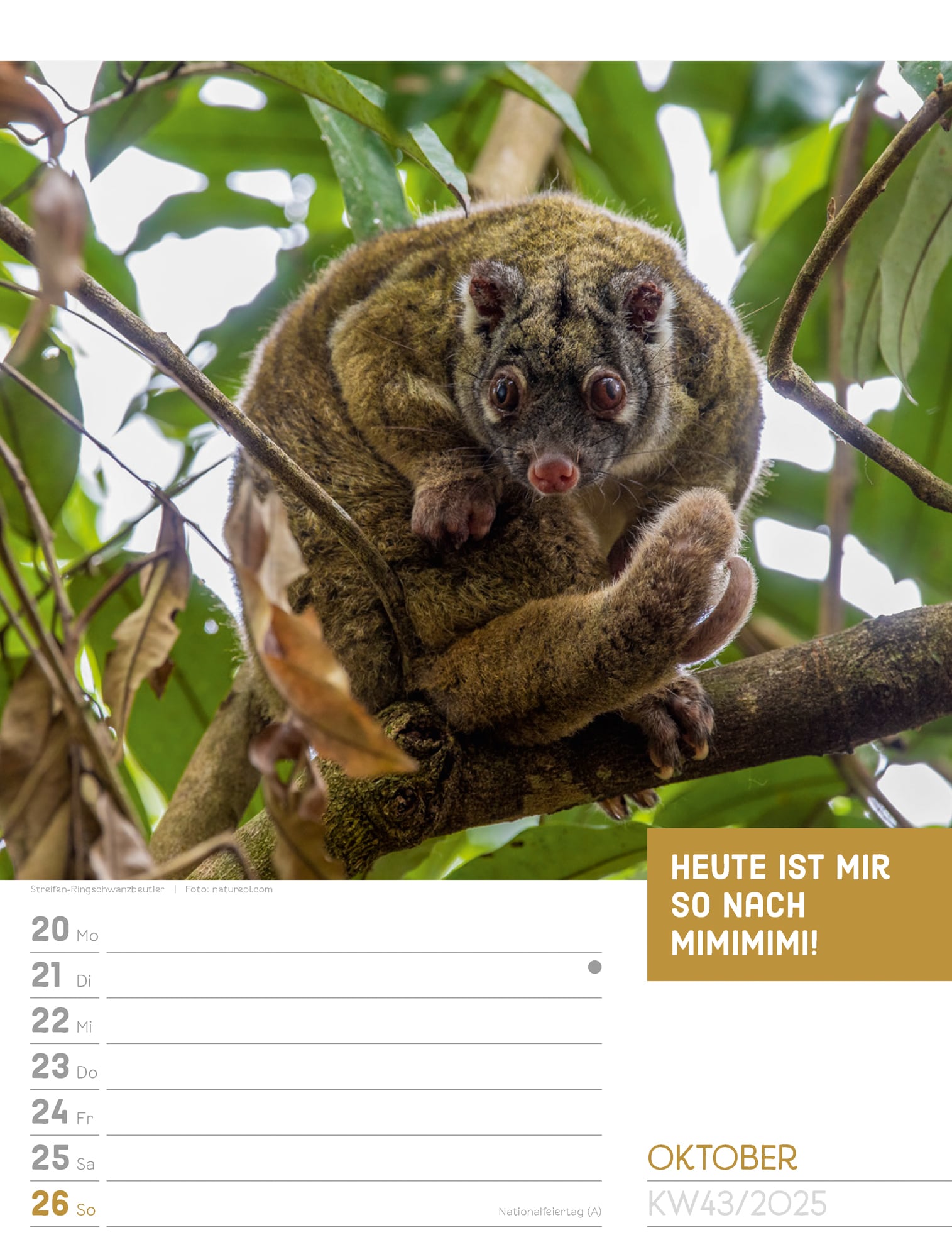 Ackermann Calendar Animals 2025 - Weekly Planner - Inside View 46