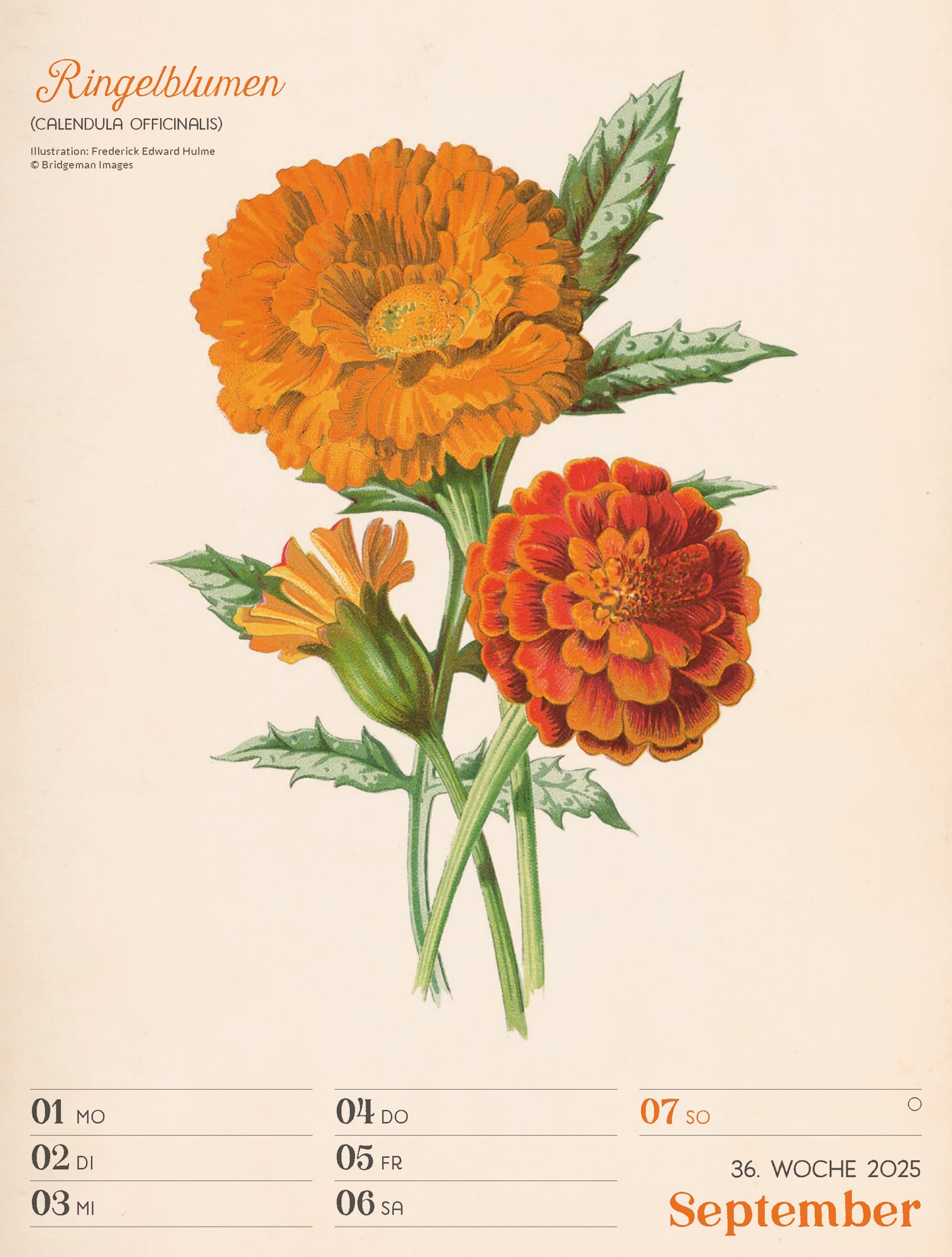 Ackermann Calendar Ars Floralis 2025 - Weekly Planner - Inside View 39