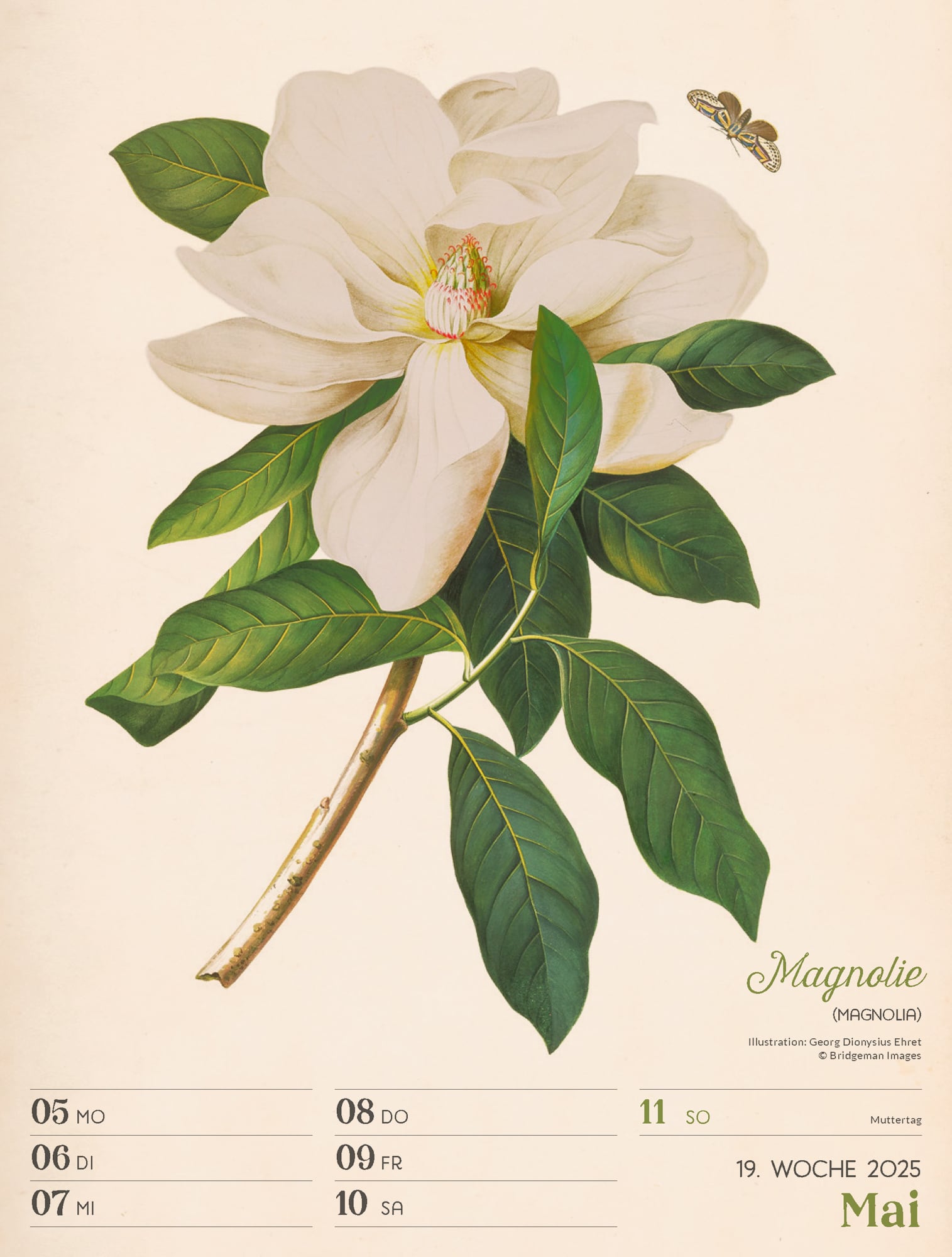 Ackermann Calendar Ars Floralis 2025 - Weekly Planner - Inside View 22
