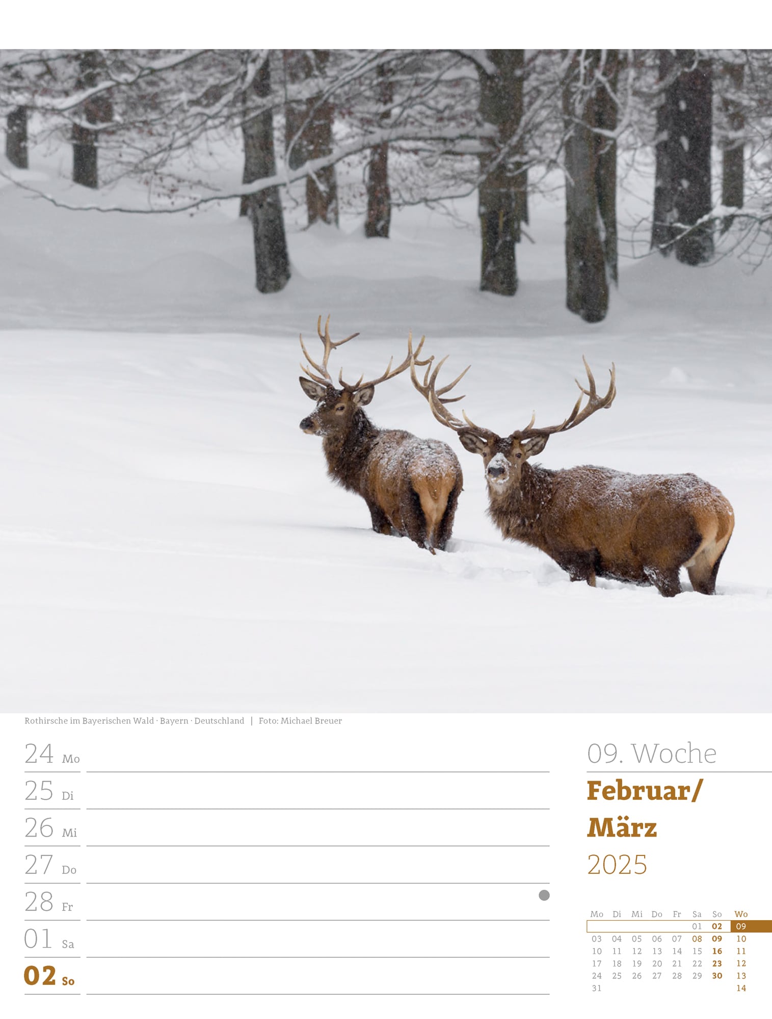 Ackermann Calendar Our Forest 2025 - Weekly Planner - Inside View 12