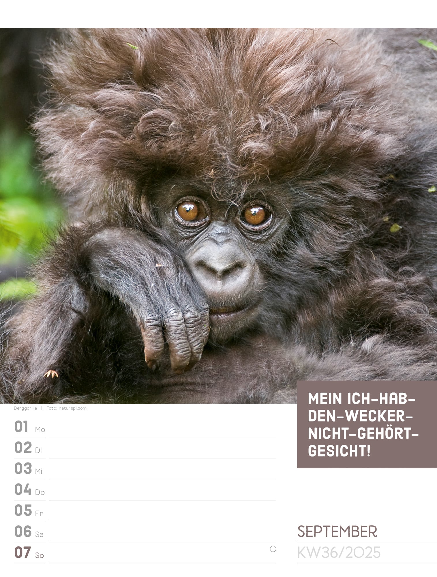 Ackermann Calendar Animals 2025 - Weekly Planner - Inside View 39