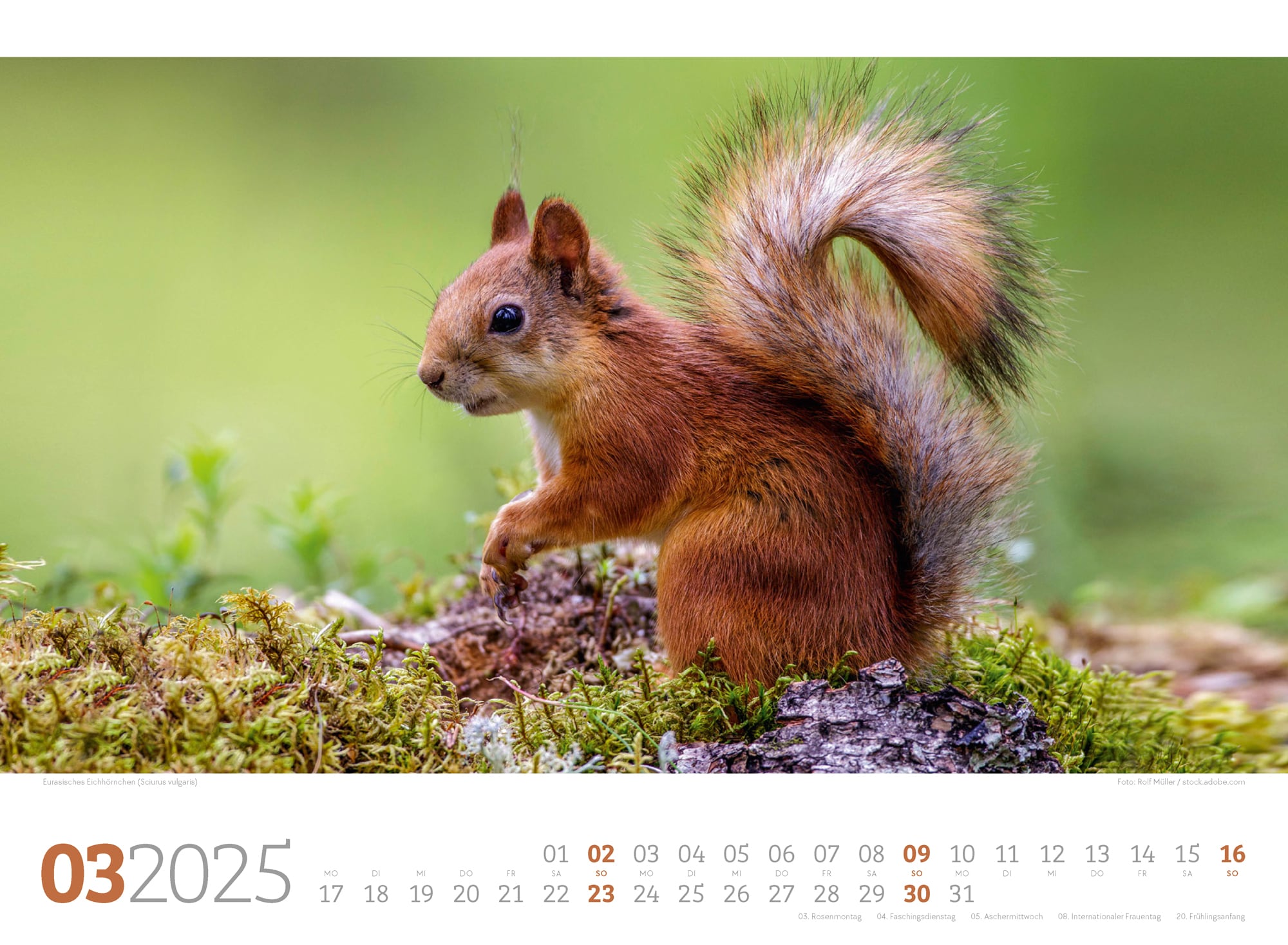 Ackermann Kalender Tierwelt Wald 2025 - Innenansicht 03