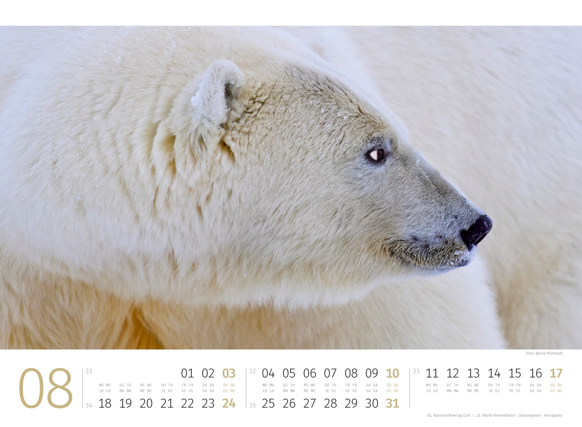 Ackermann Calendar Polar Bears 2025 - Inside View 08
