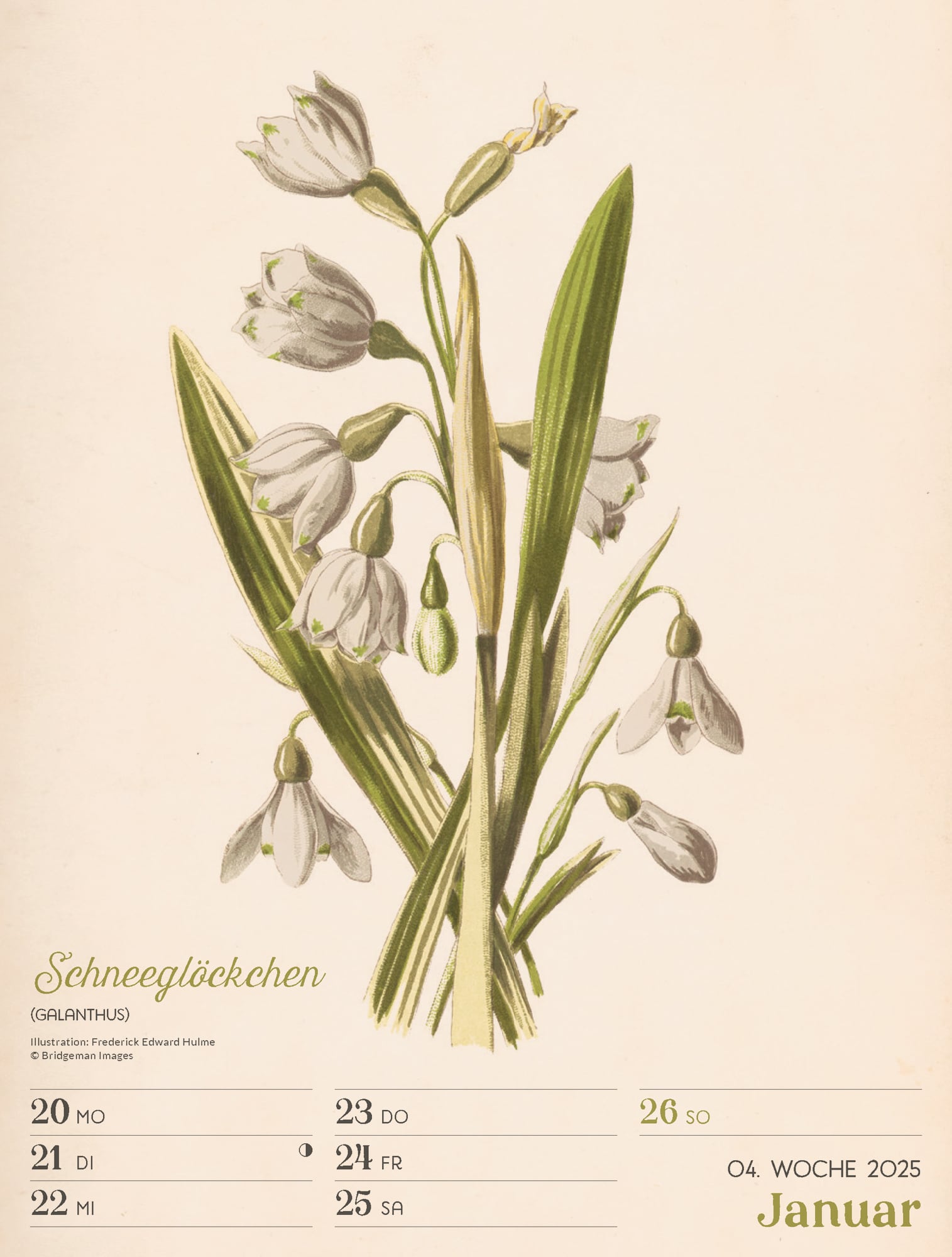 Ackermann Calendar Ars Floralis 2025 - Weekly Planner - Inside View 07