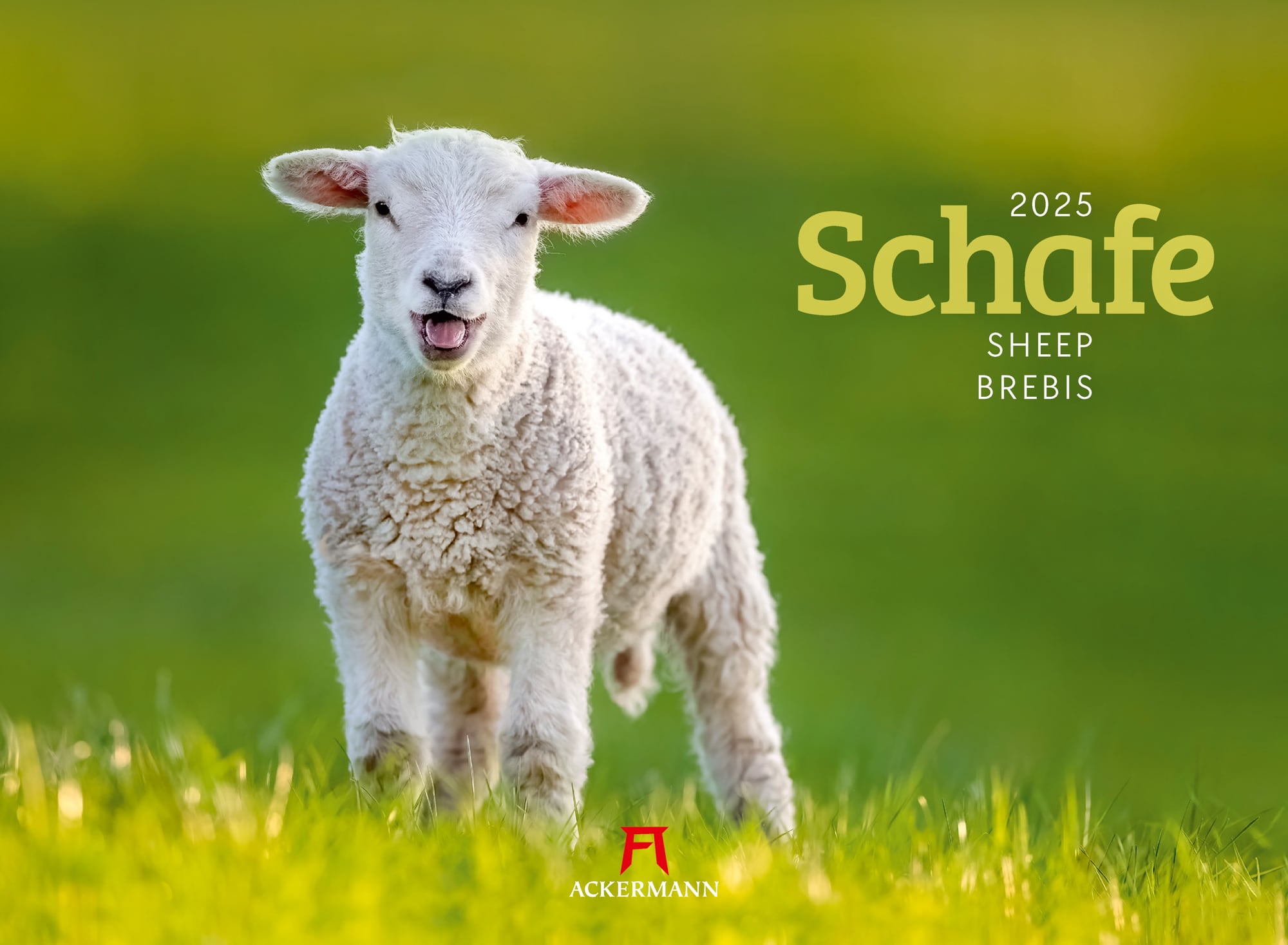 Ackermann Kalender Schafe 2025 - Titelblatt