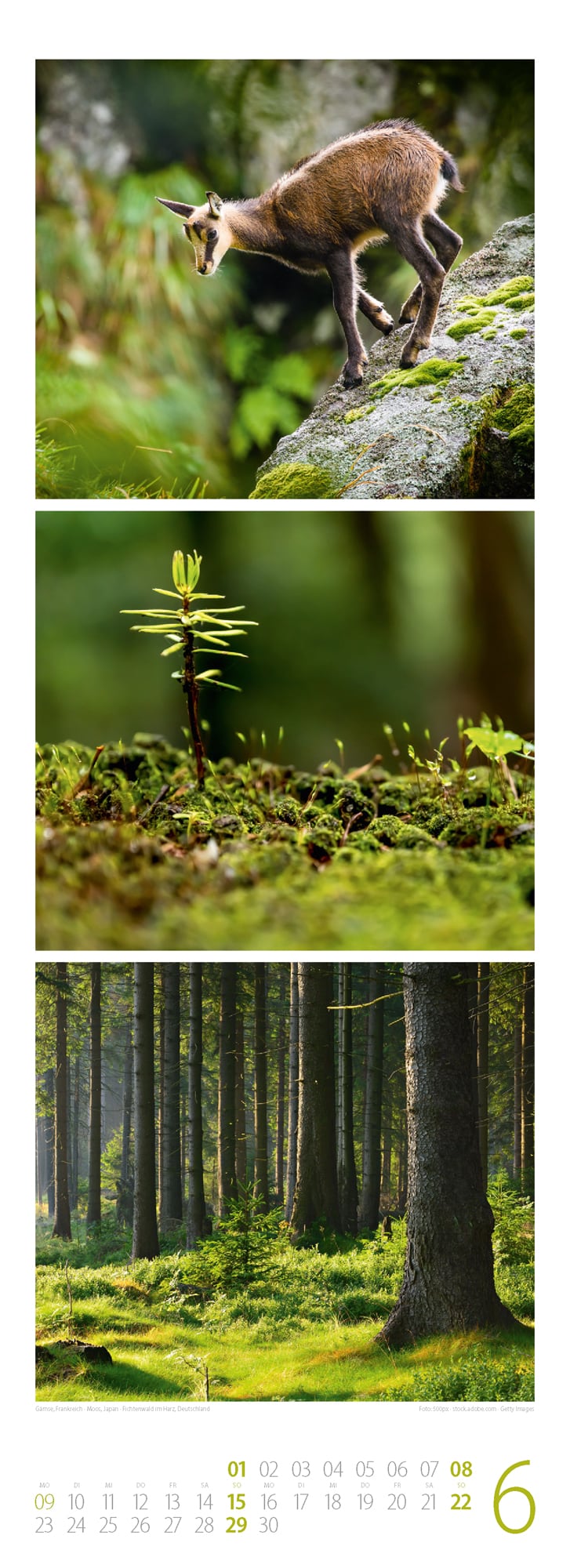Ackermann Calendar Forest Life 2025 - Inside View 06