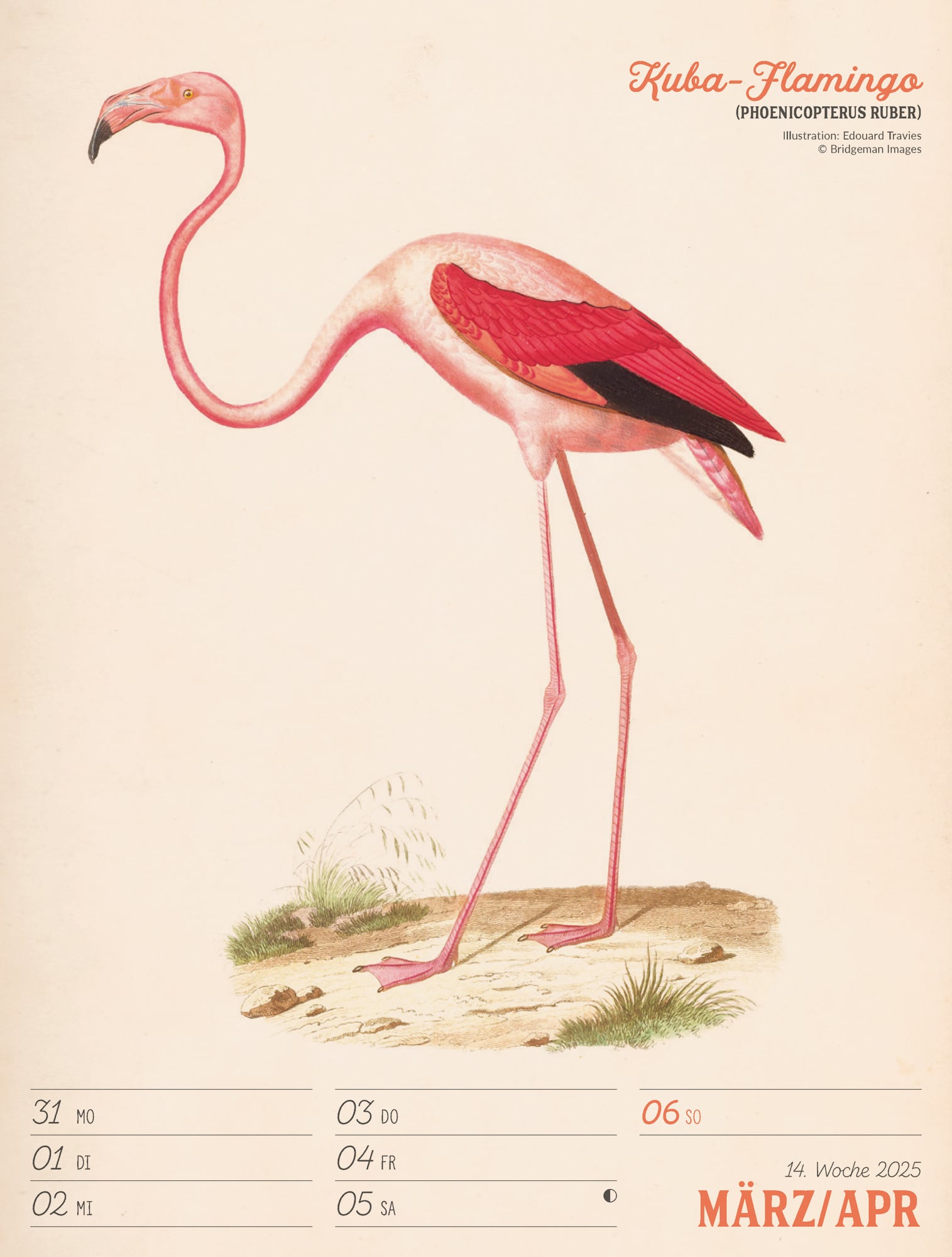 Ackermann Calendar The wonderful World of Birds 2025 - Weekly Planner - Inside View 17