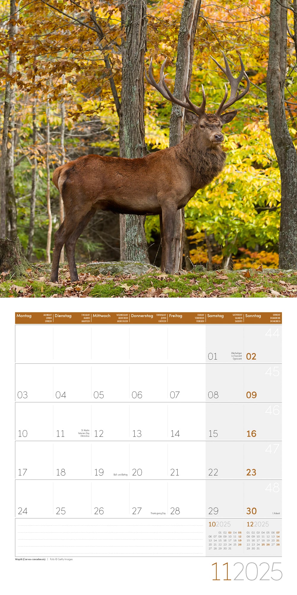 Art12 Collection Kalender Heimische Wildtiere 2025 - 30x30 - Innenansicht 11
