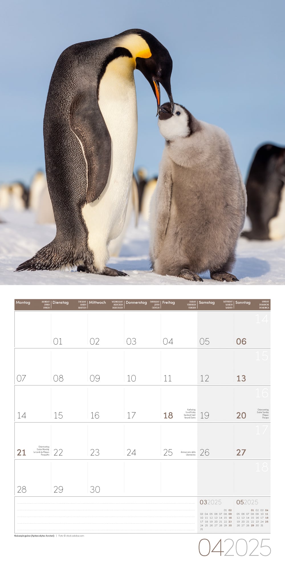 Art12 Collection Kalender Pinguine 2025 - 30x30 - Innenansicht 04
