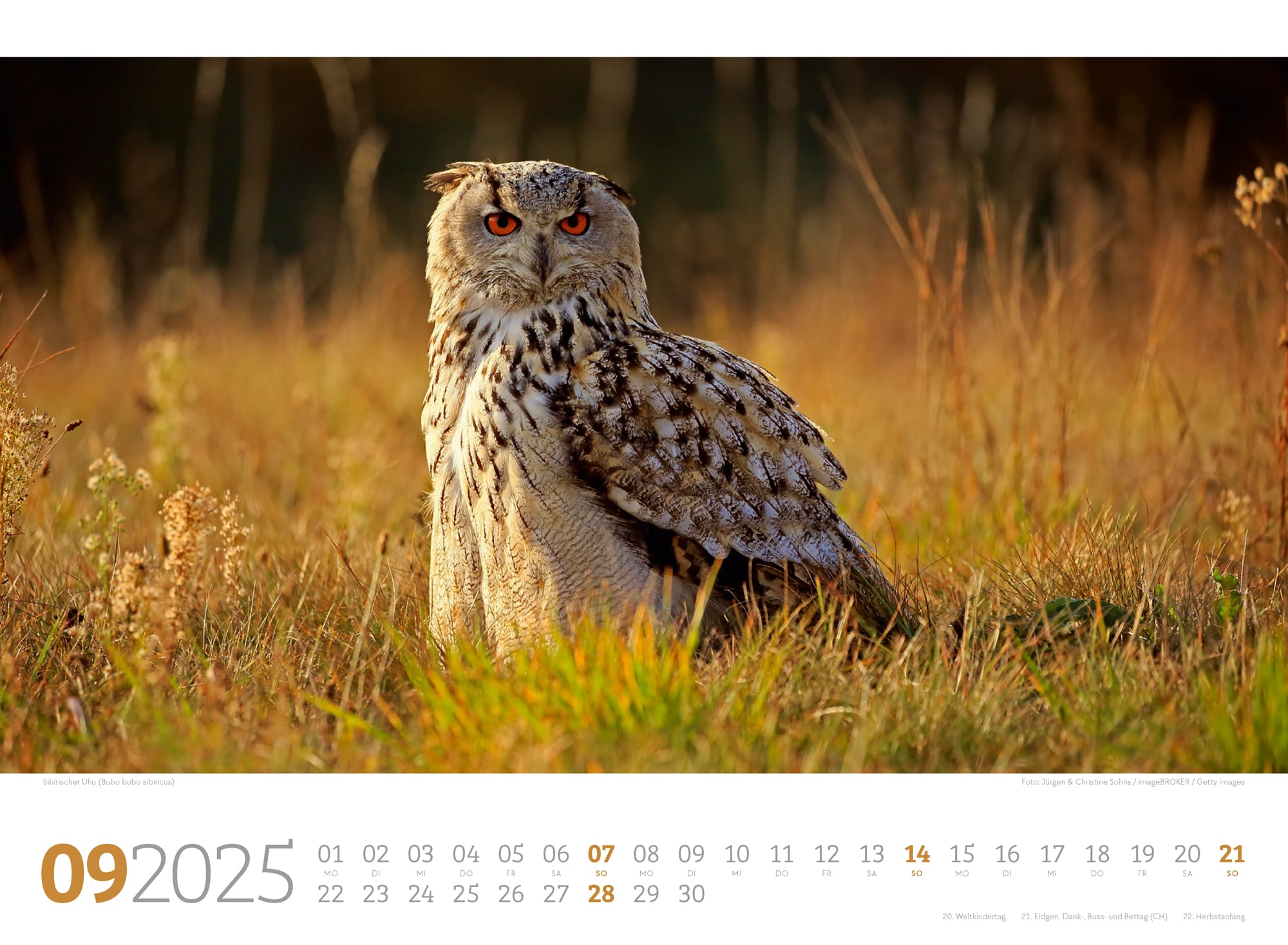 Ackermann Calendar Forest Animals 2025 - Inside View 09